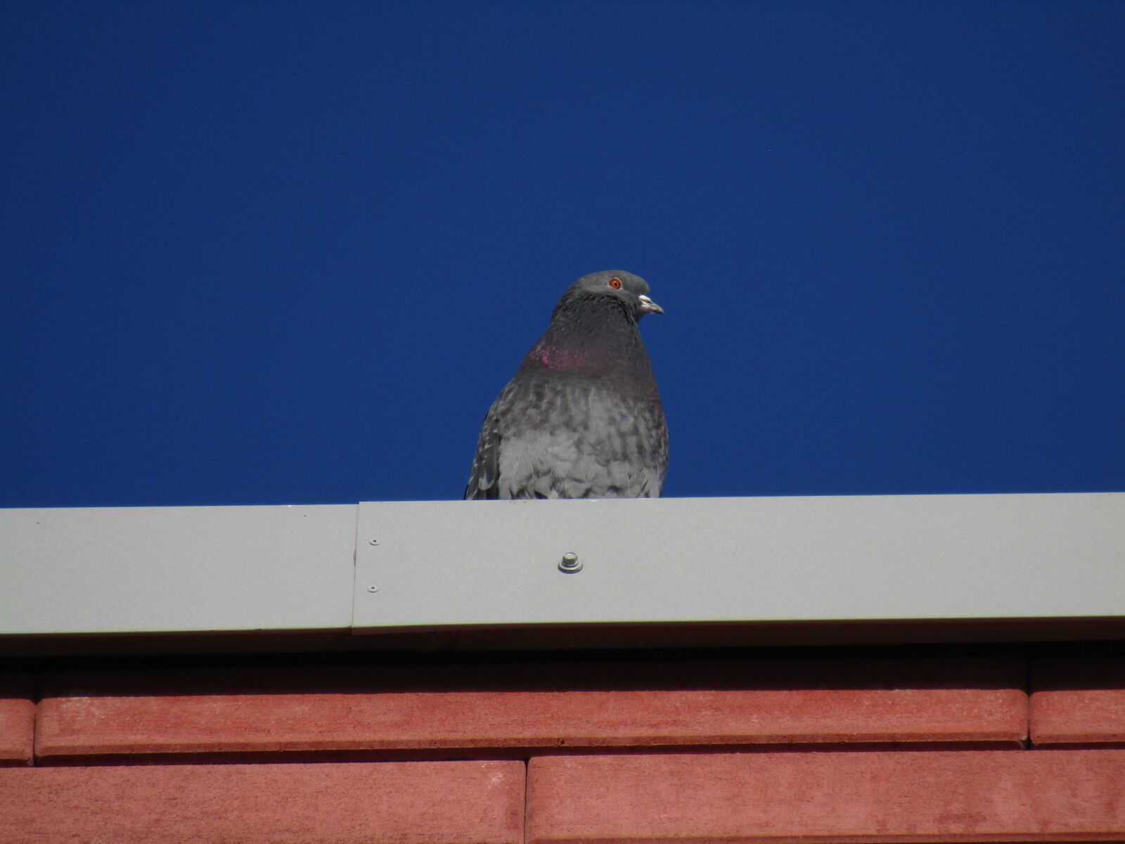 Canon PowerShot SX420 IS sample photo