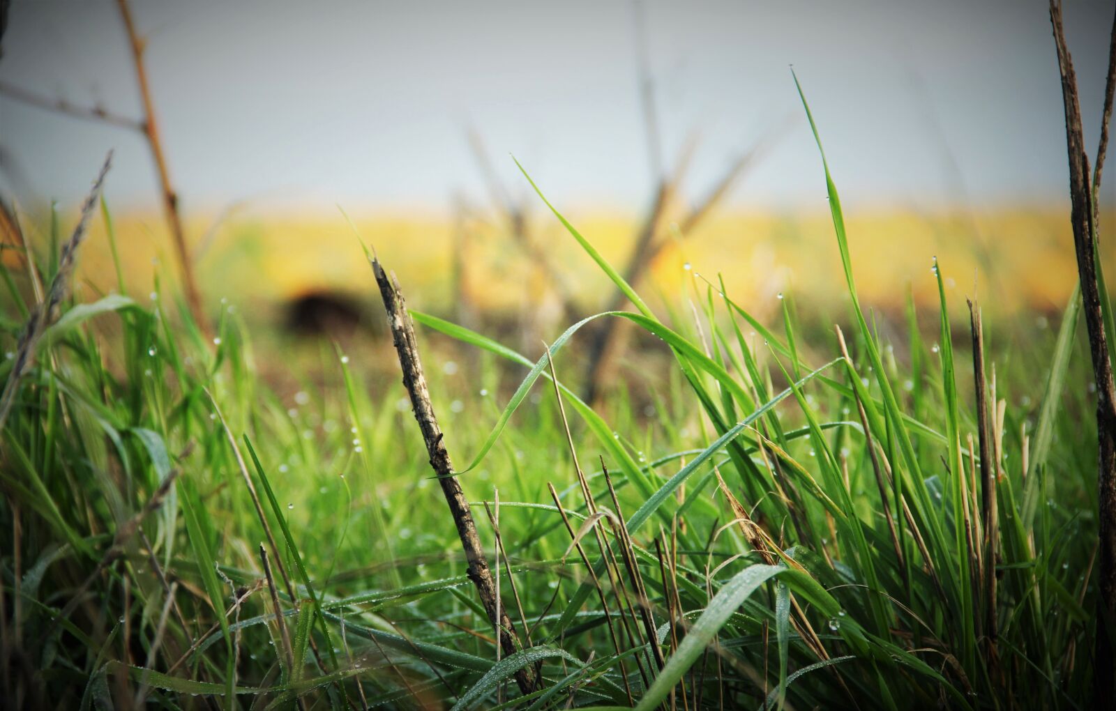 Canon EF-S 18-135mm F3.5-5.6 IS sample photo. Dew, grass, spring photography