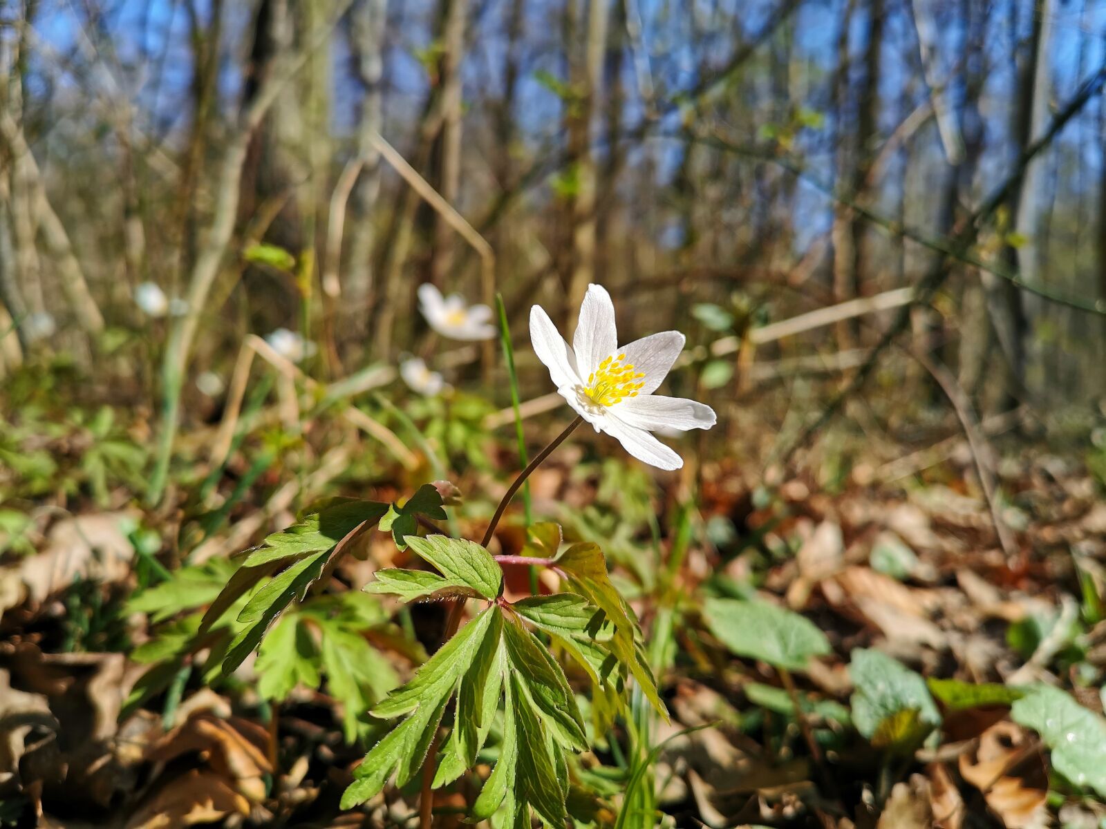 HUAWEI P30 sample photo. Spring, forest, flowers photography