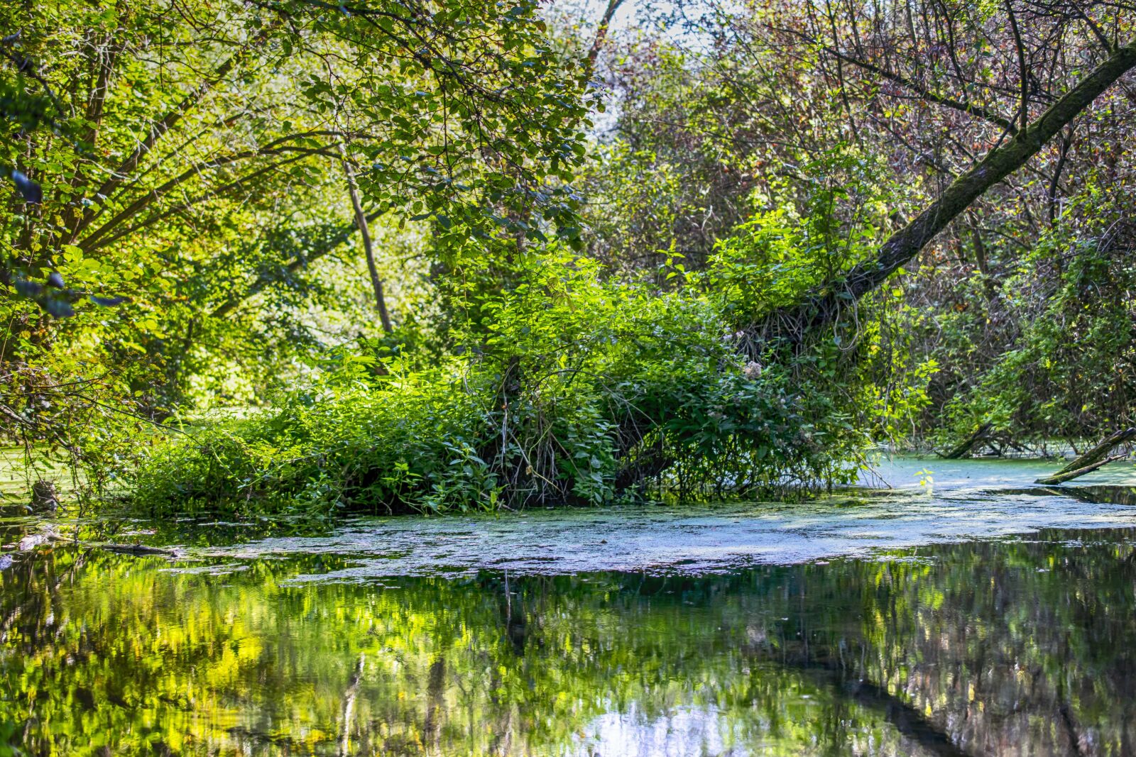 Nikon D5300 sample photo. Swamp, moor, spring photography