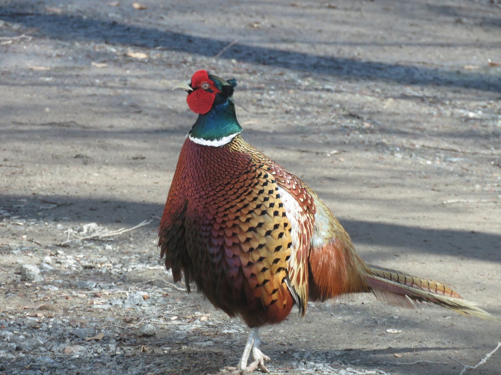 Canon PowerShot SX60 HS sample photo. Bird, pheasant, nature photography