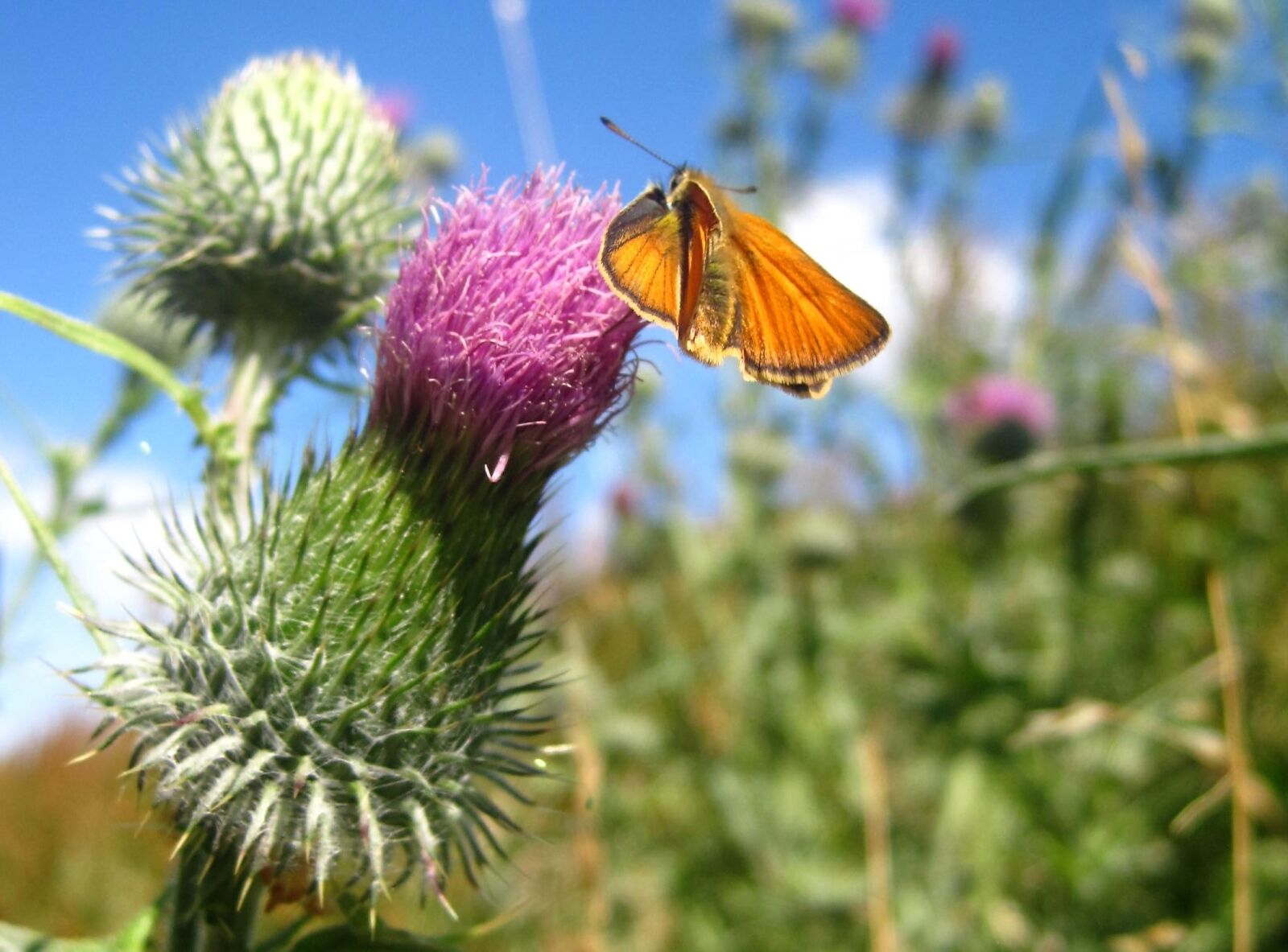 Canon PowerShot SD1200 IS (Digital IXUS 95 IS / IXY Digital 110 IS) sample photo. Large skipper, falter at photography