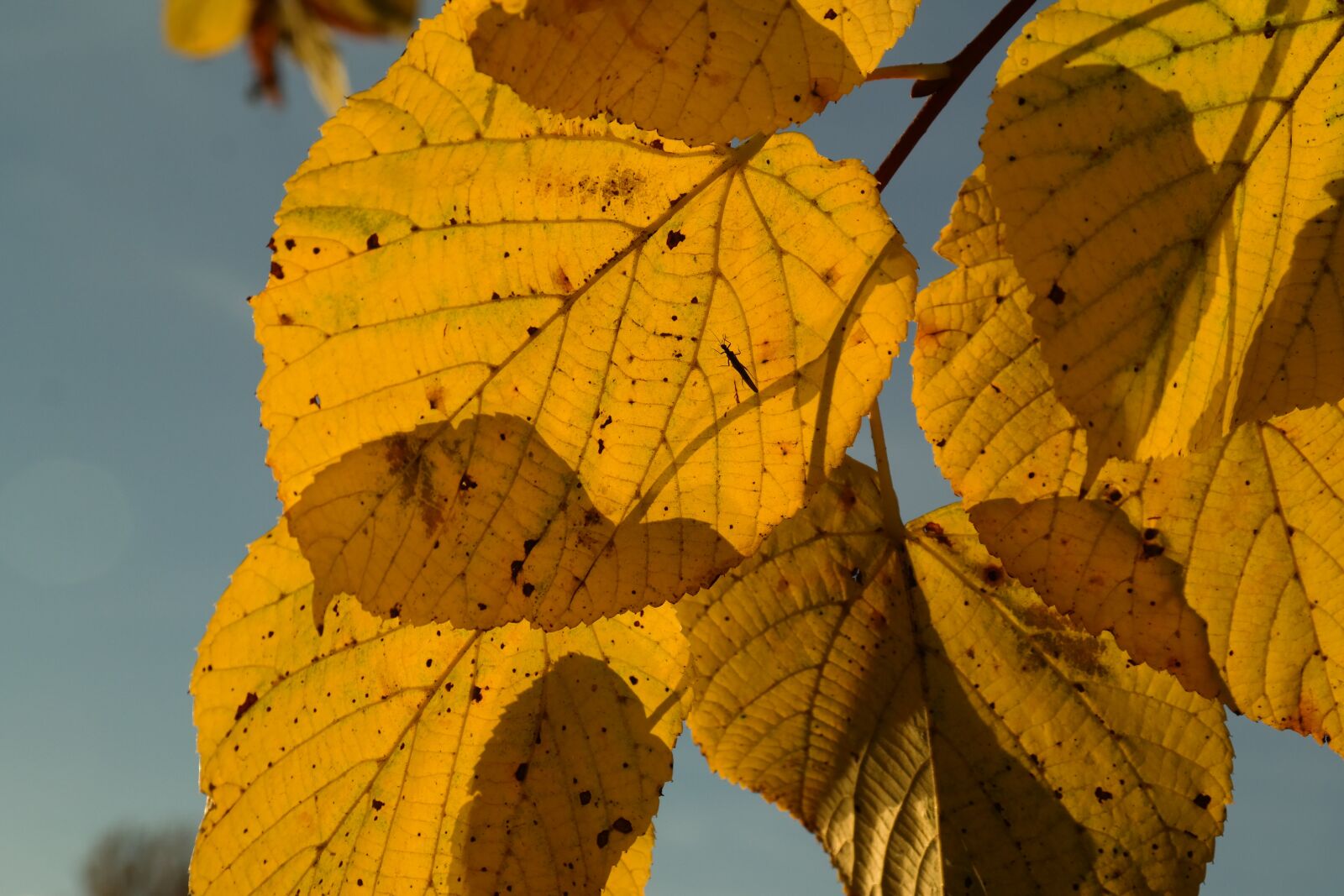 Samsung NX300 sample photo. Lipovina, autumn, yellow photography