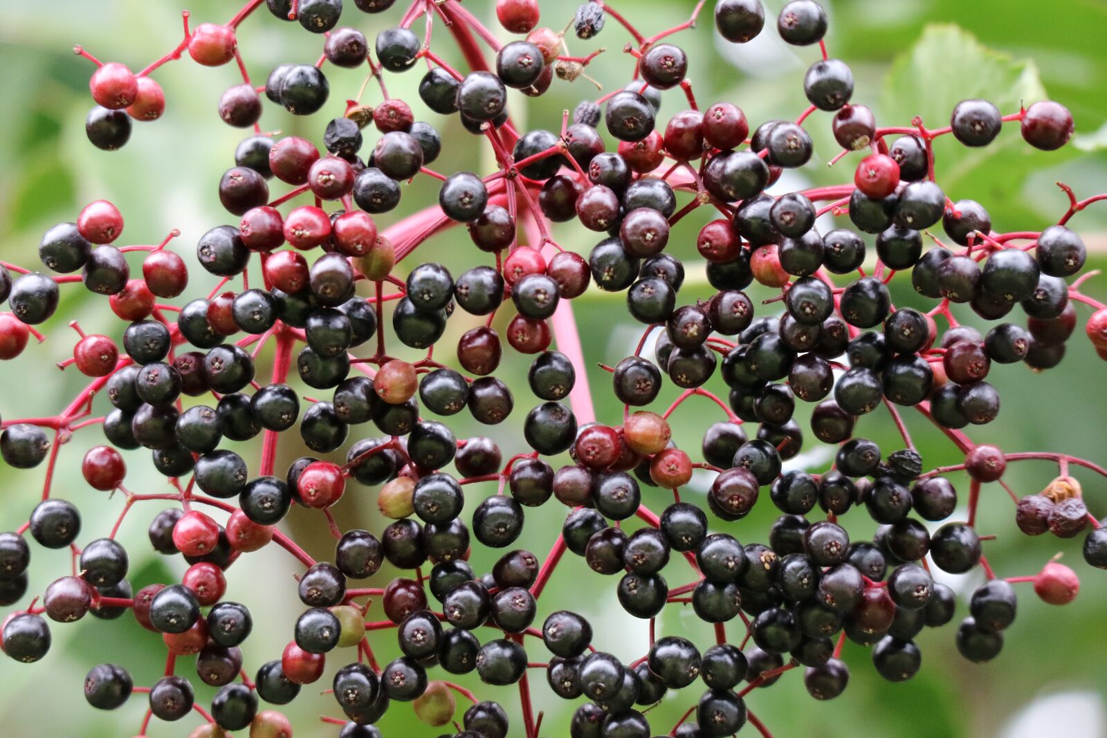 Canon EOS M3 sample photo. Elder, close up, berries photography