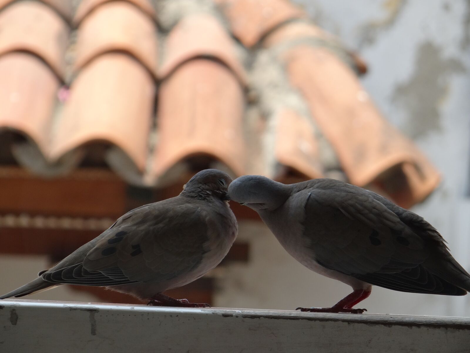 Sony DSC-HX200V sample photo. Birds, doves, pigeon photography