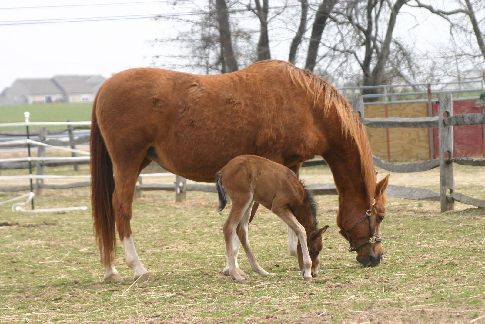 Canon EOS 300D (EOS Digital Rebel / EOS Kiss Digital) sample photo. Mare, foal, horse photography