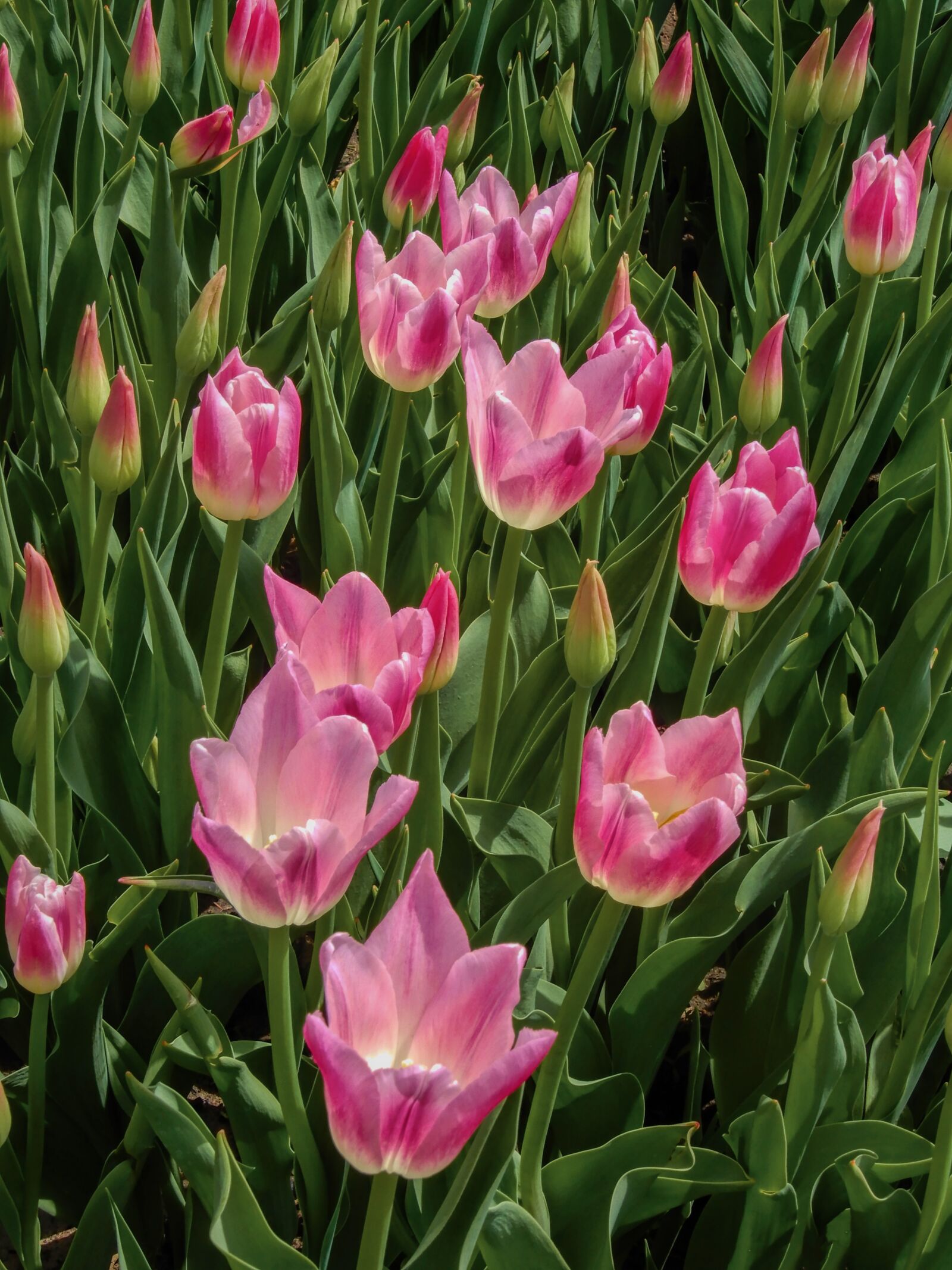 Nikon Coolpix A900 sample photo. Tulips, pink, spring photography