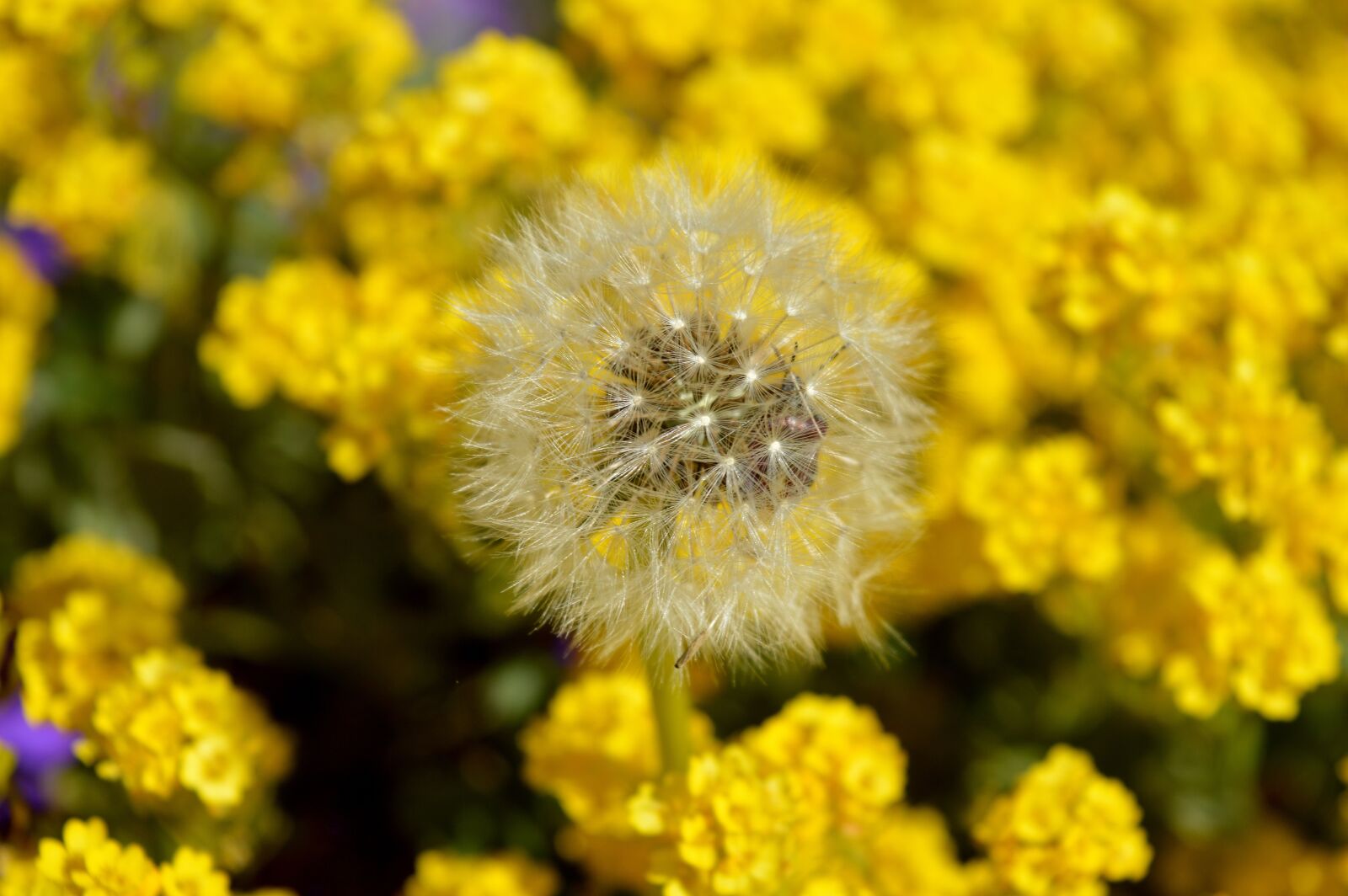 Nikon D3200 sample photo. Dandelion, seeds, spring photography