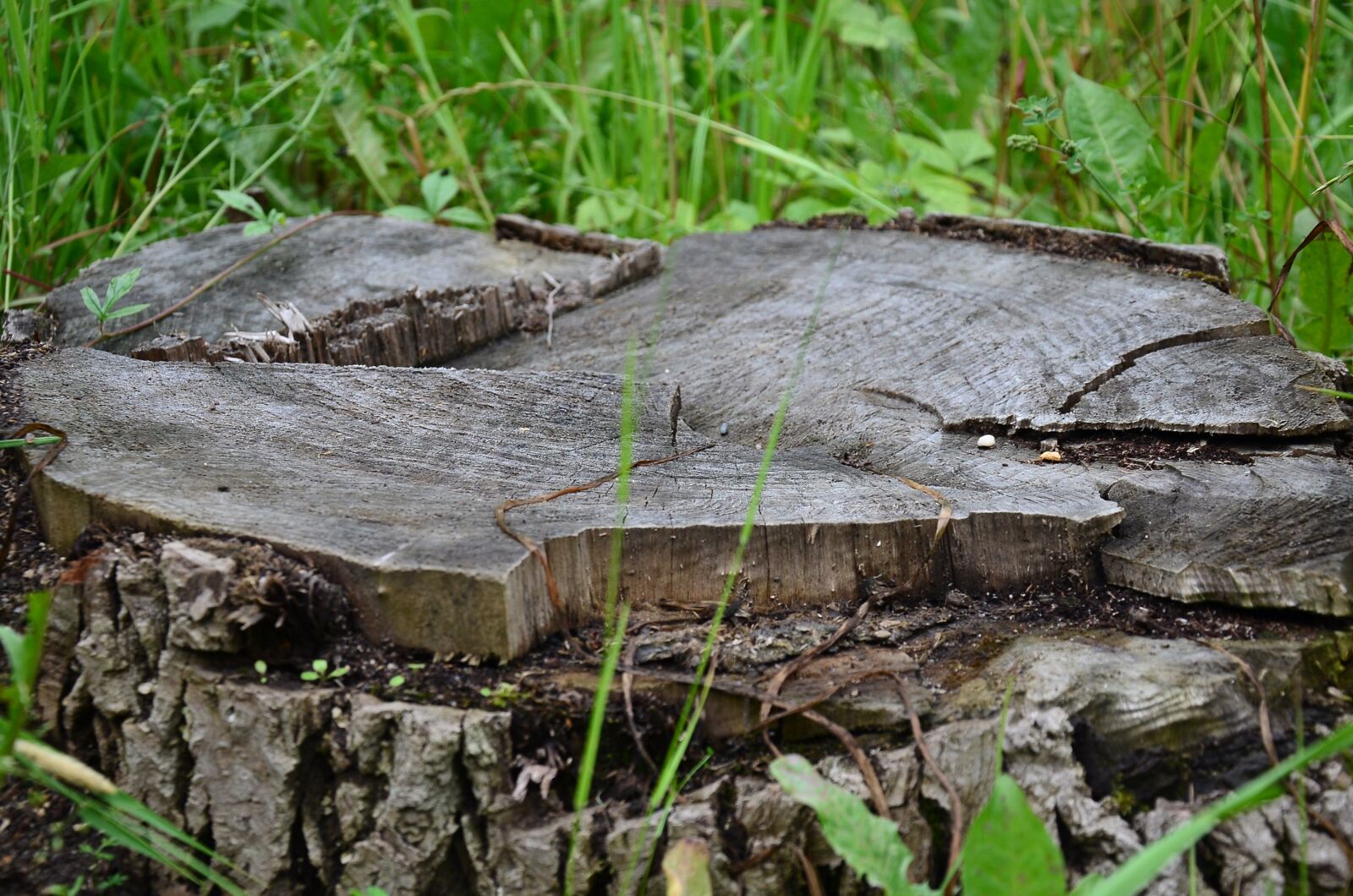 Nikon D7000 sample photo. Stump, tree, nature photography