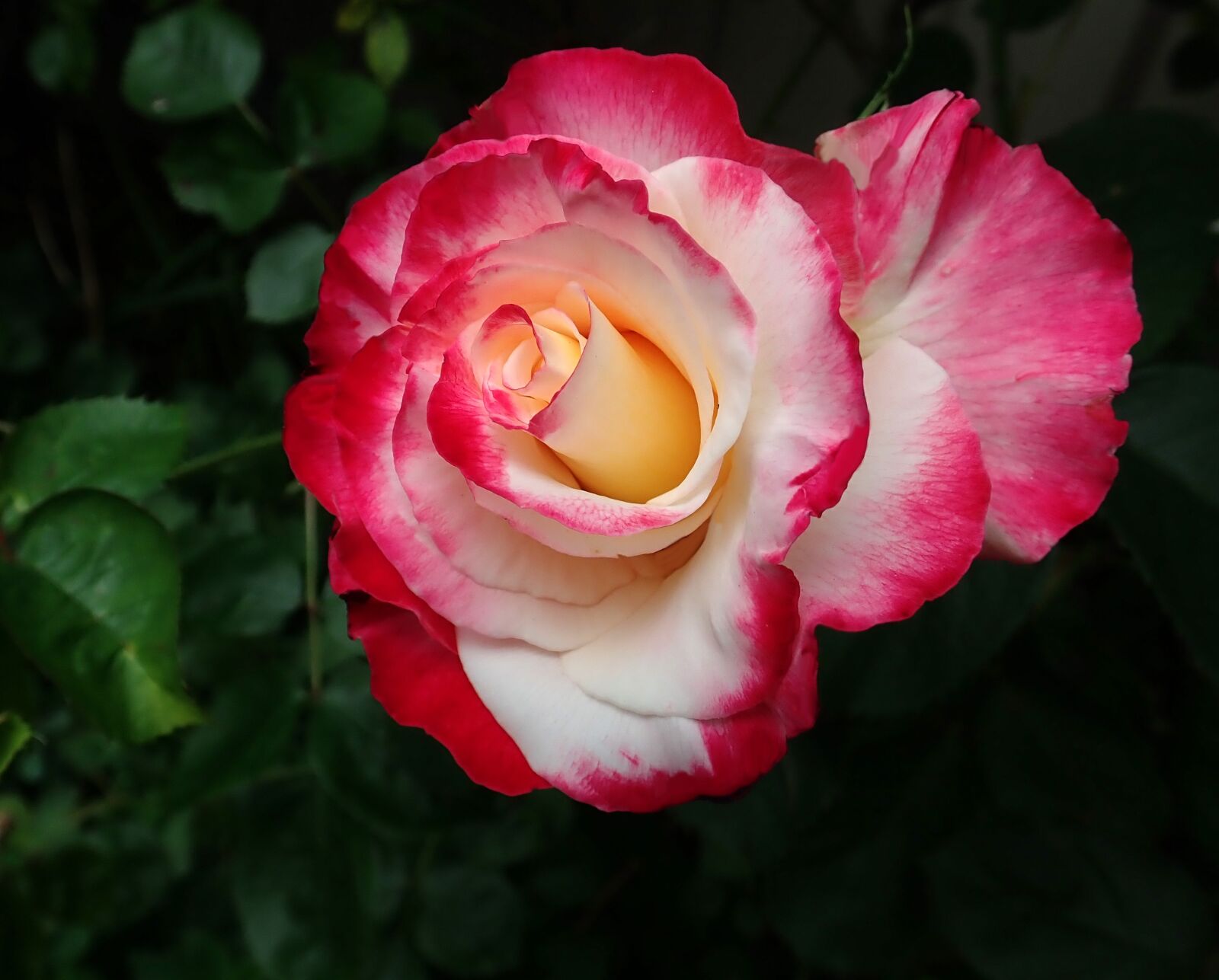 Olympus TG-5 sample photo. Rose, flower, spring photography