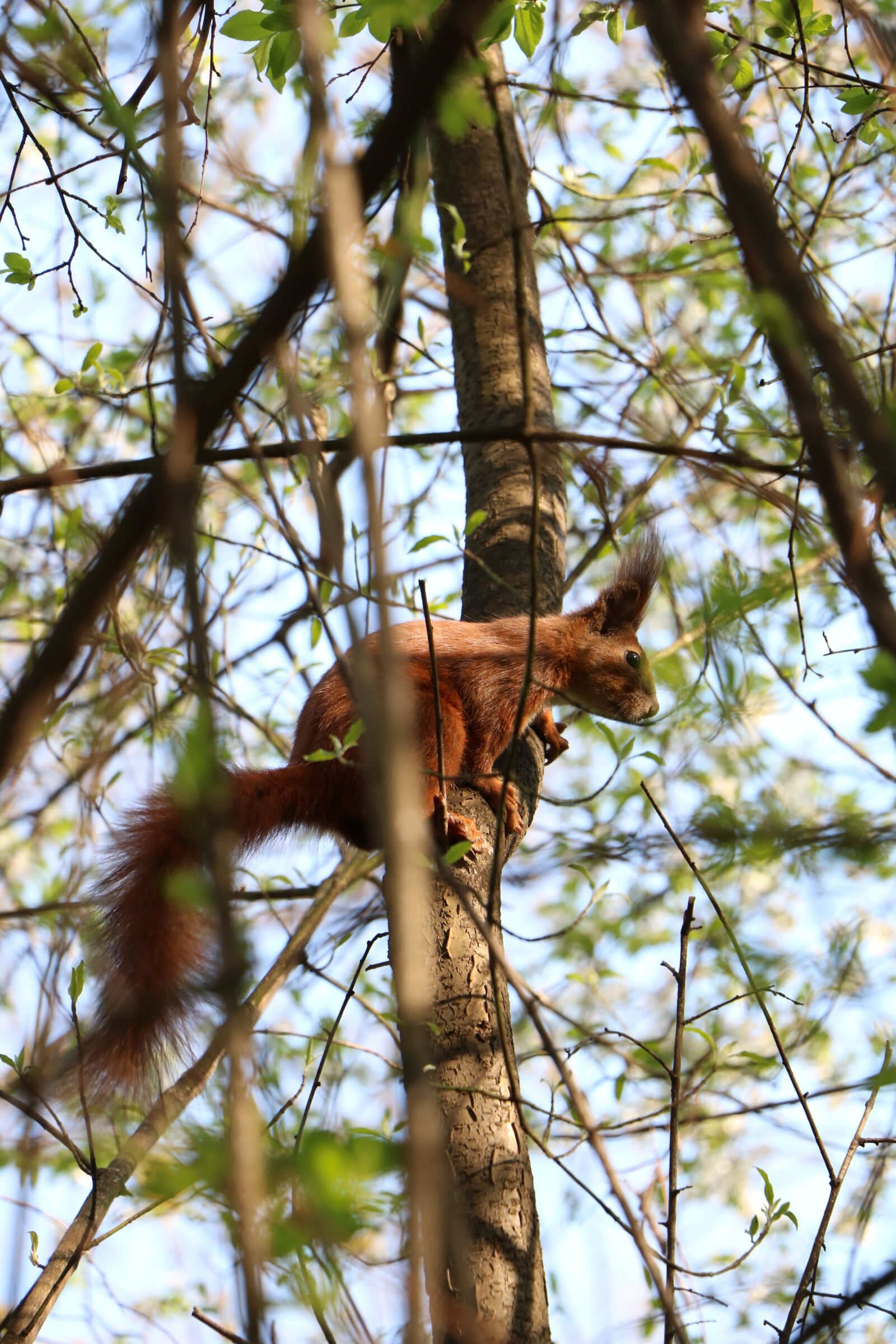 Canon EOS 750D (EOS Rebel T6i / EOS Kiss X8i) sample photo. Tree, wood, nature photography