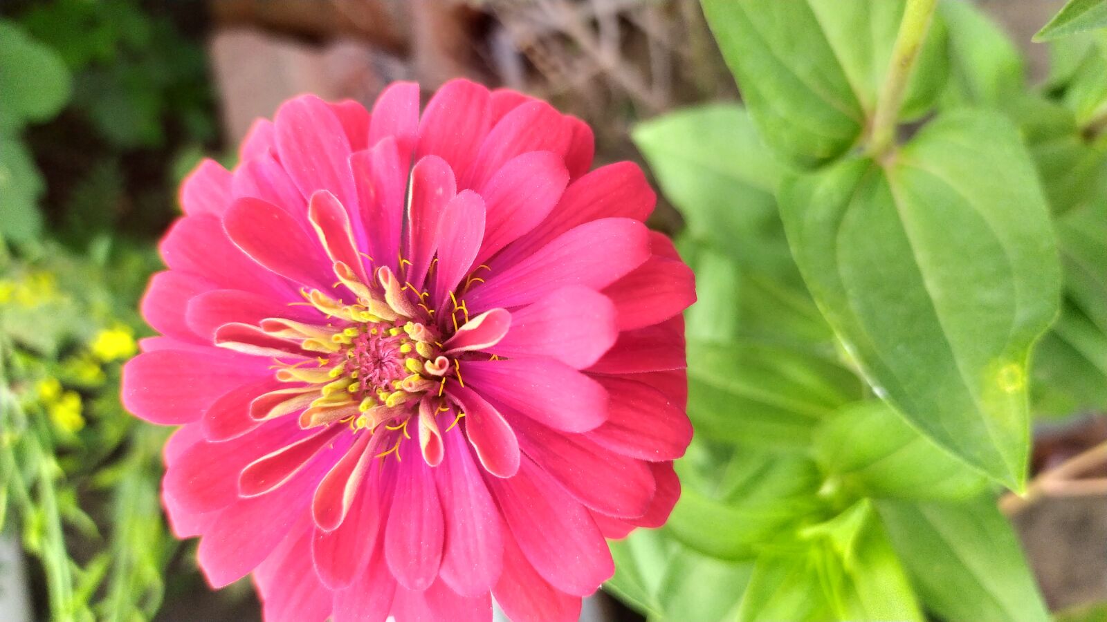 Xiaomi Redmi Note 7S sample photo. Pink flower, leaves, spring photography