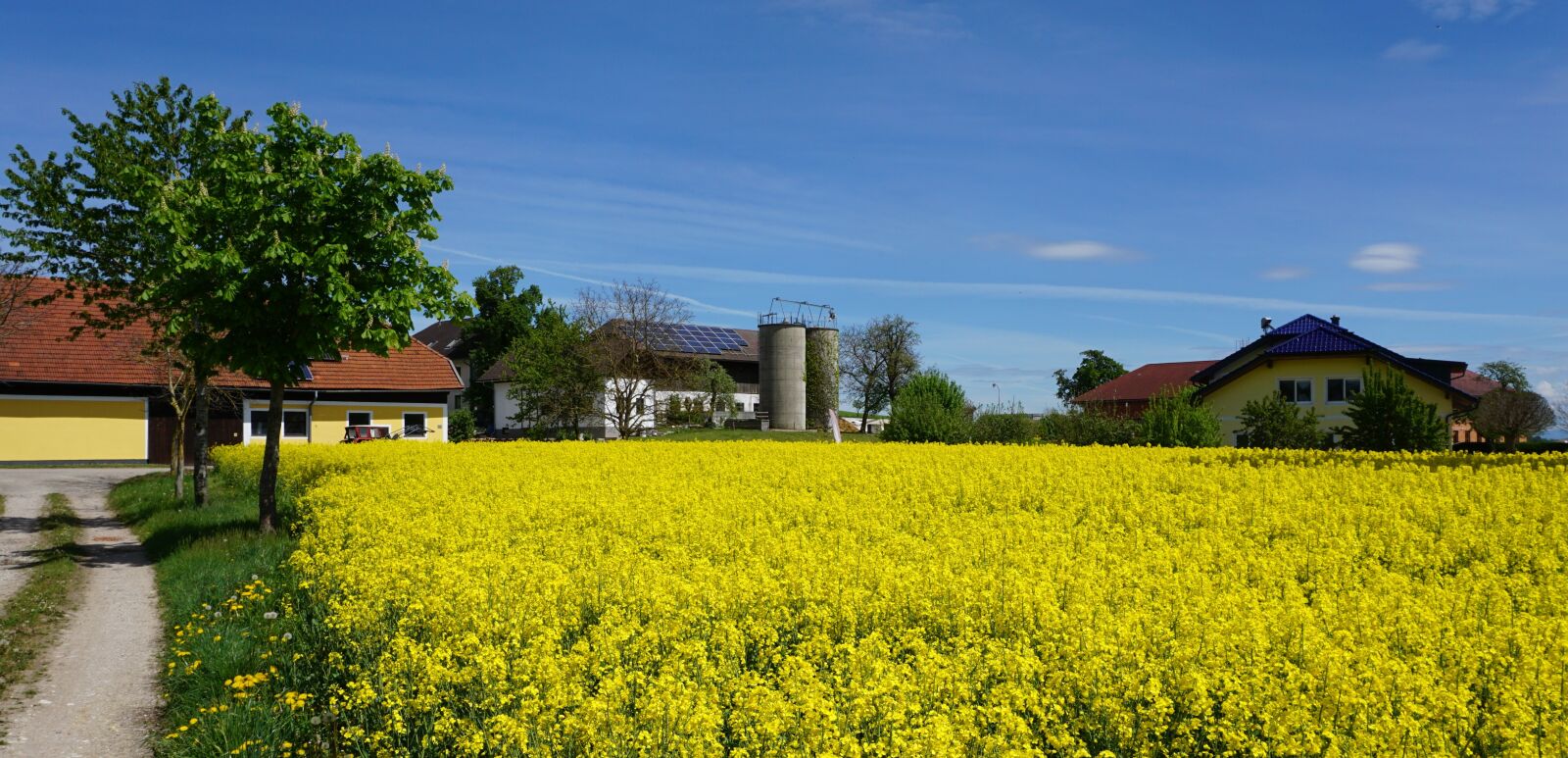 Sony a6000 sample photo. Field of rapeseeds, alpine photography