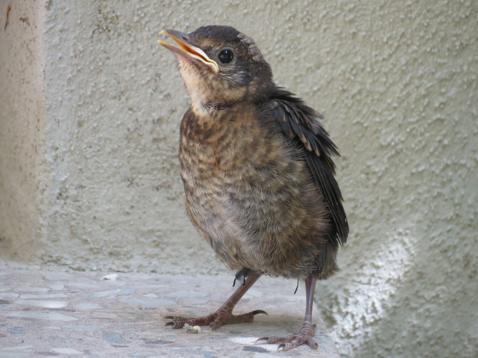 Canon PowerShot SX40 HS sample photo. Bird, blackbird, baby photography