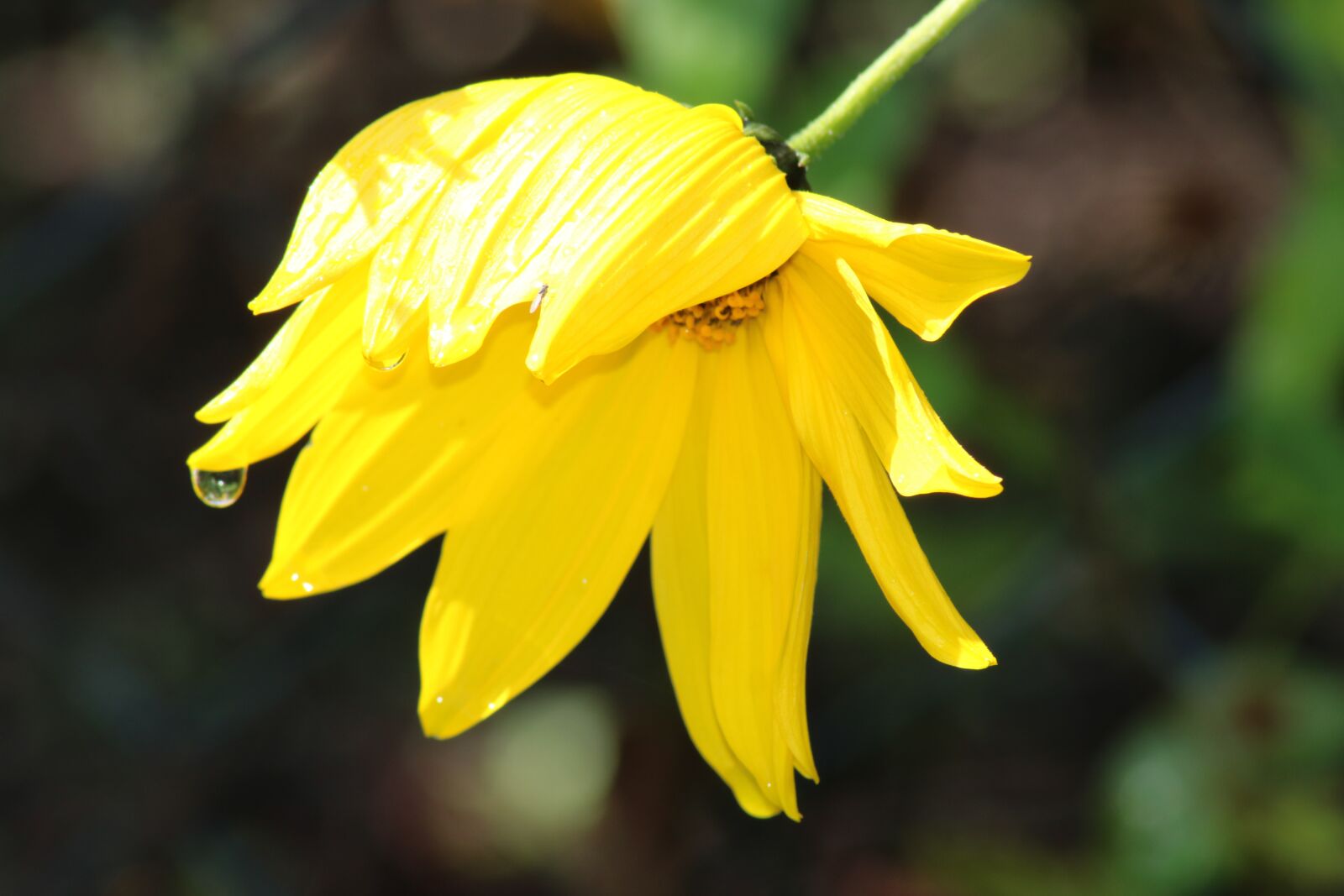 Canon EOS 750D (EOS Rebel T6i / EOS Kiss X8i) sample photo. Flower, yellow, bloom photography