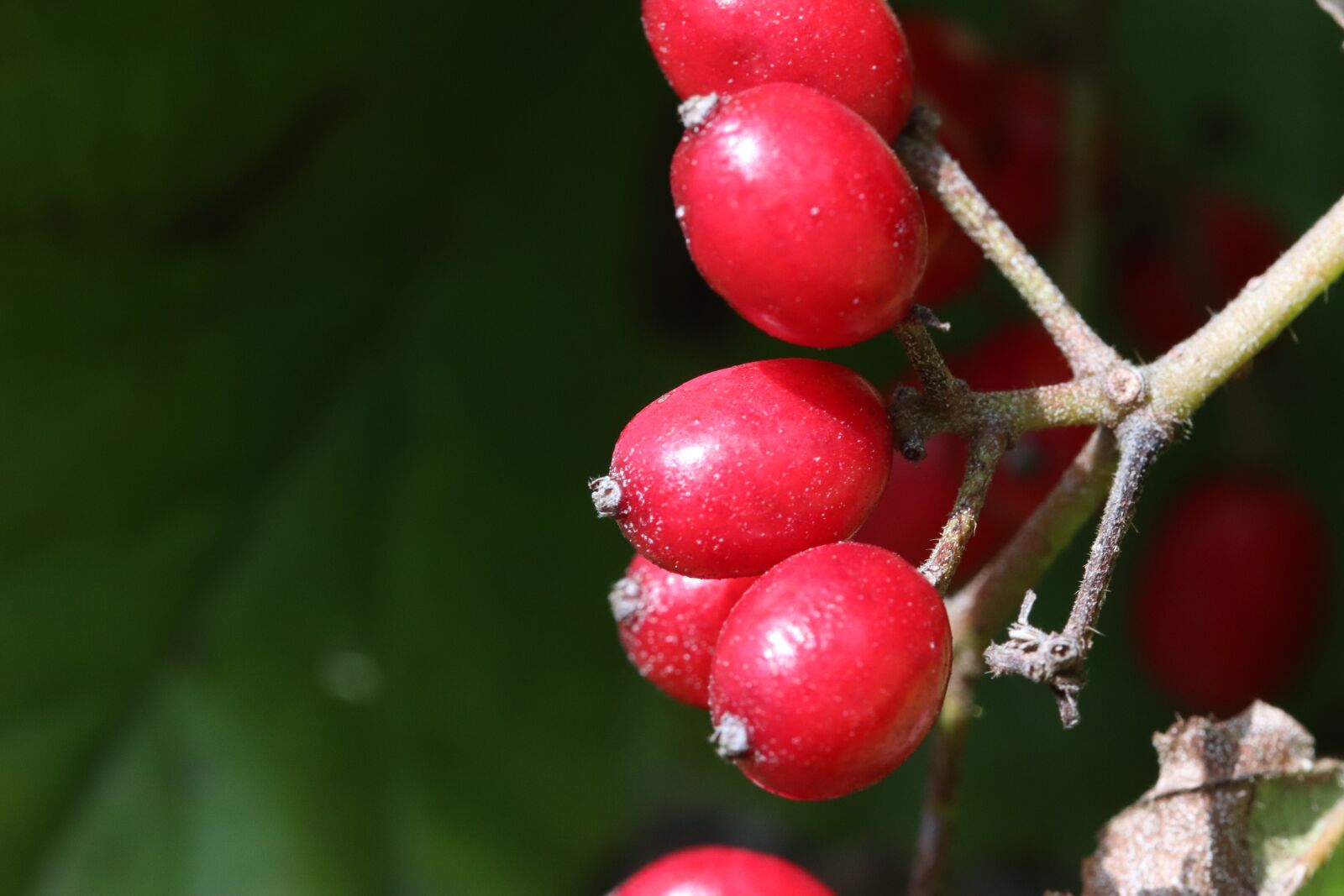 Canon EOS 800D (EOS Rebel T7i / EOS Kiss X9i) sample photo. Fruit, red, nature photography
