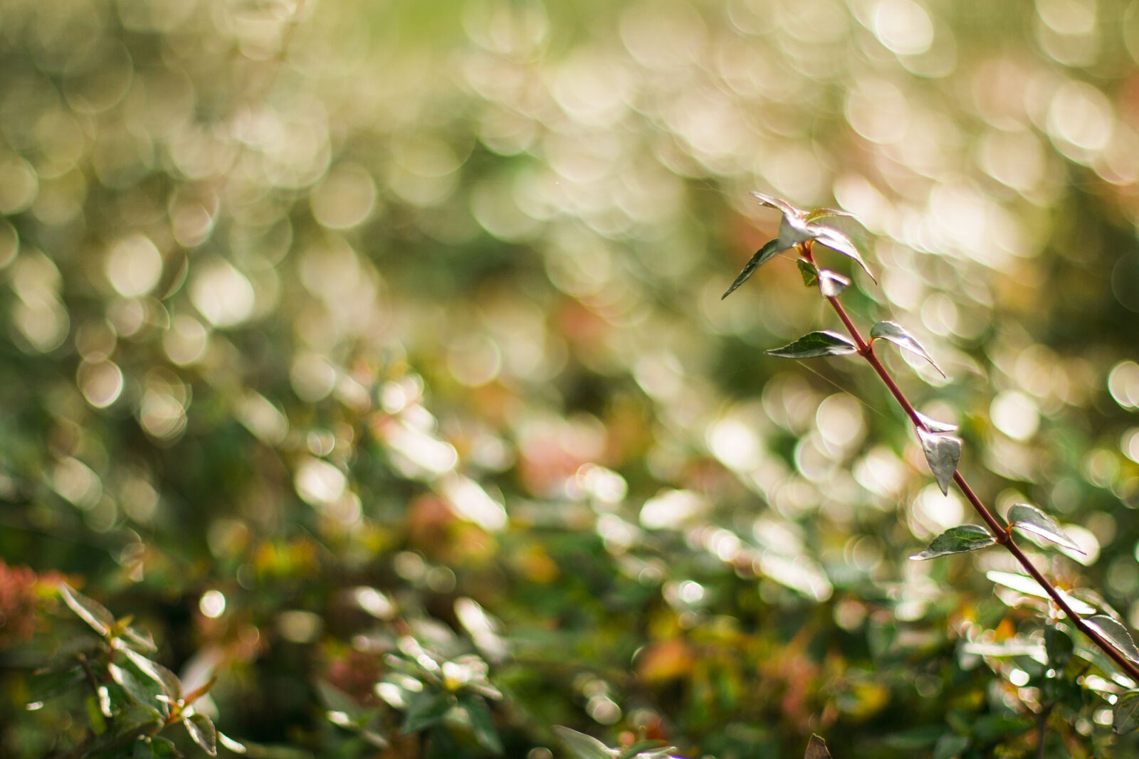 Canon EOS 70D + Canon EF 50mm F1.4 USM sample photo. Bokeh, green, nature, photography photography