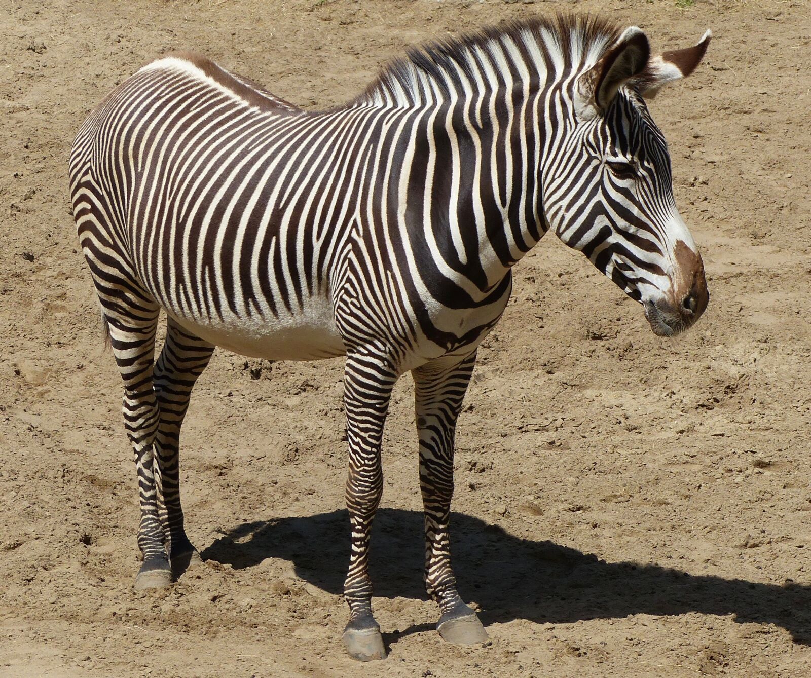 Panasonic Lumix DMC-FZ200 sample photo. Zebra, animals, zoo photography