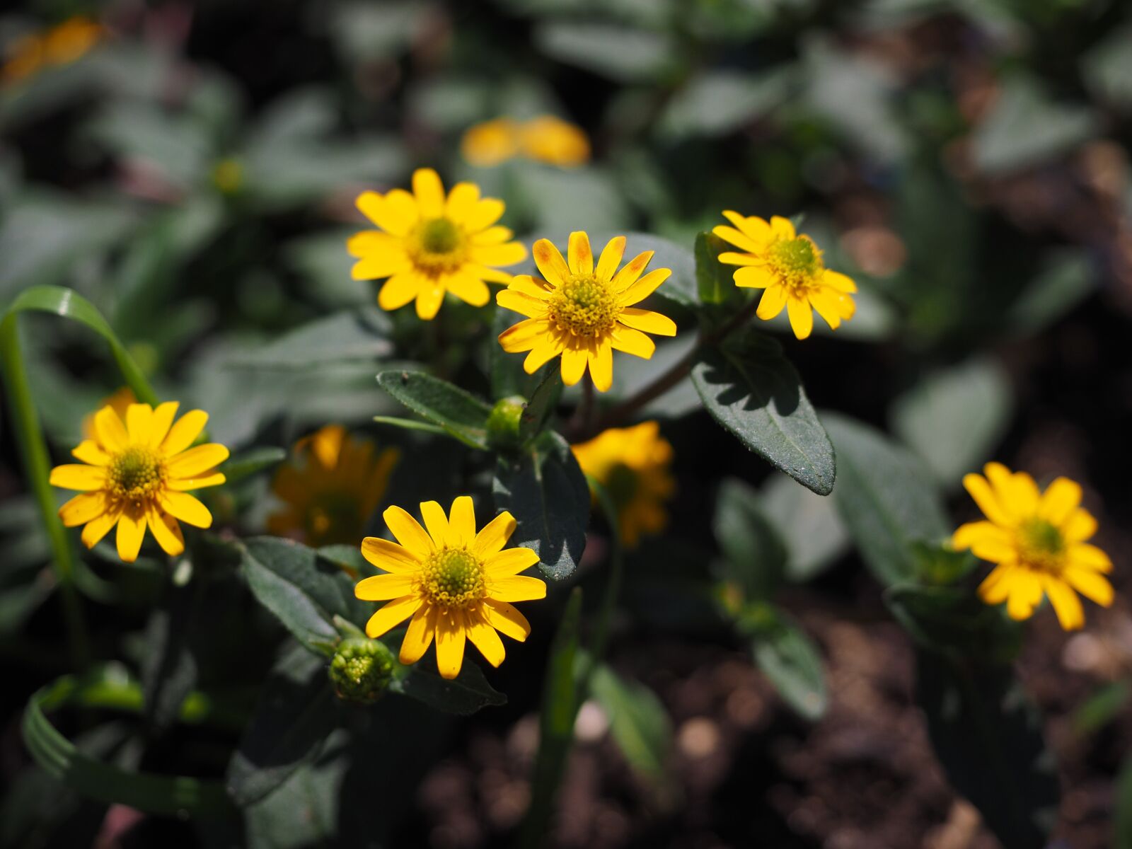 Olympus OM-D E-M1 + Olympus M.Zuiko Digital ED 12-40mm F2.8 Pro sample photo. Hussar button, flowers, yellow photography