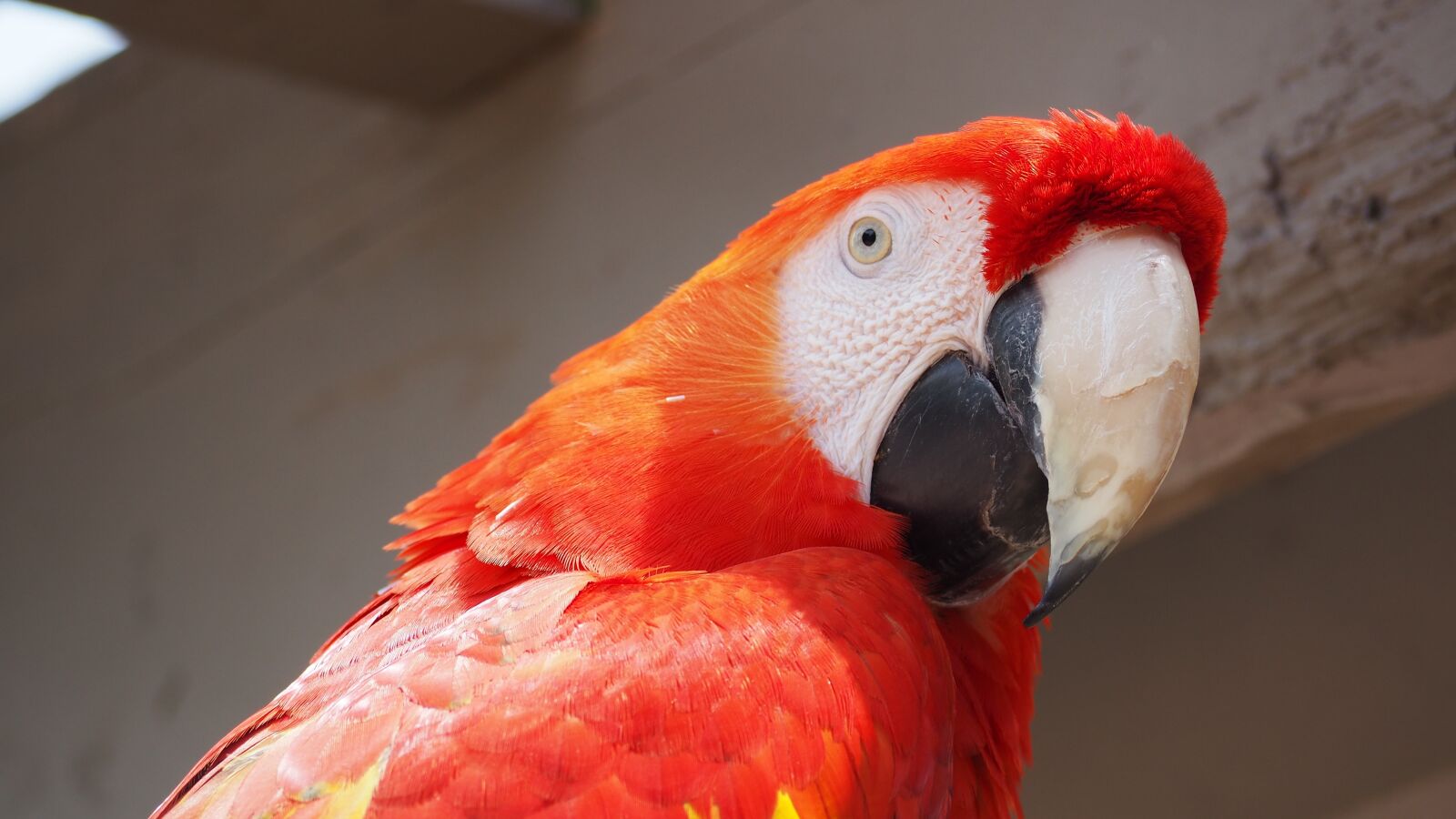 Olympus OM-D E-M10 II sample photo. Parrot, bird, animal photography