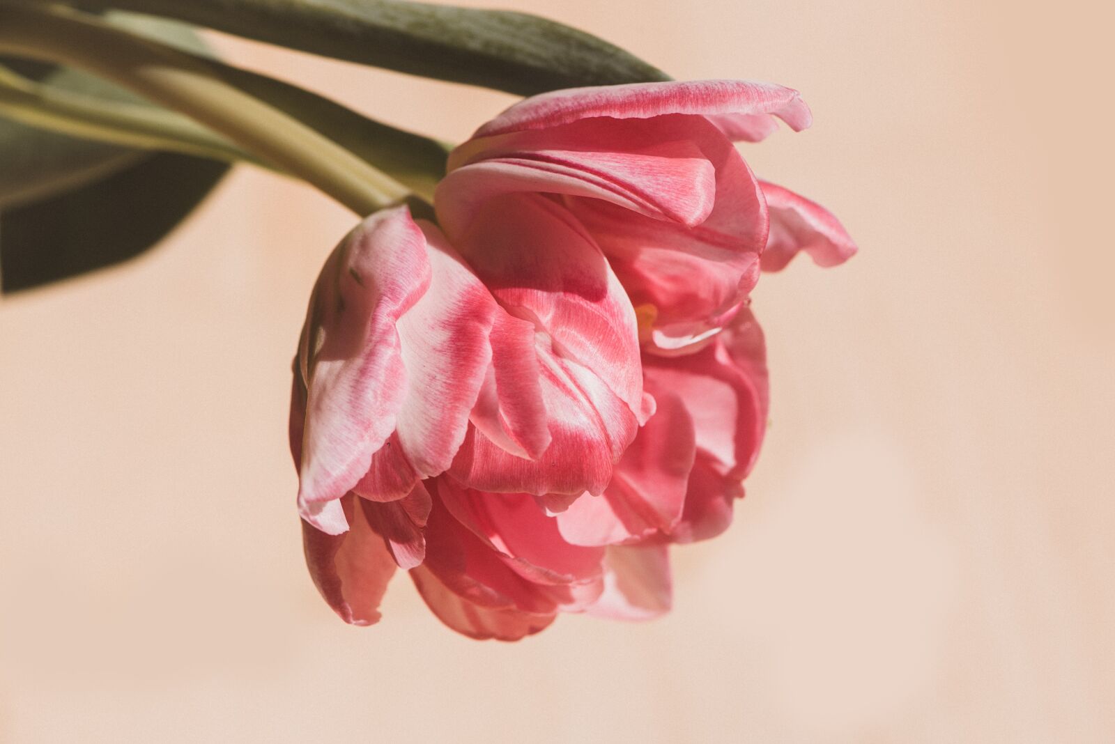 Nikon D750 sample photo. Flower, blossom, bloom photography