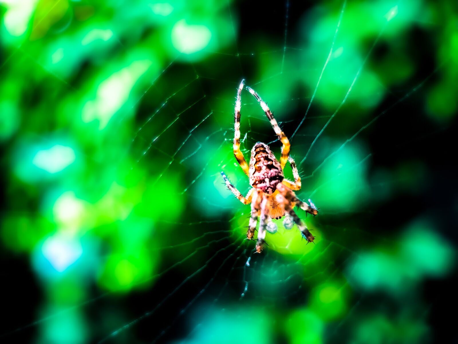 iPhone 8 Plus back dual camera 3.99mm f/1.8 sample photo. Spider, cross spider, spiderweb photography