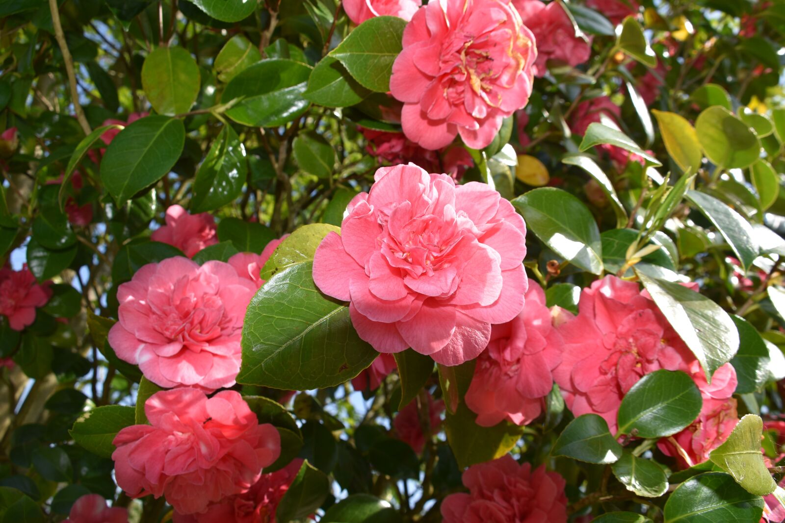 Nikon D5600 sample photo. Flower, flowers of camellia photography