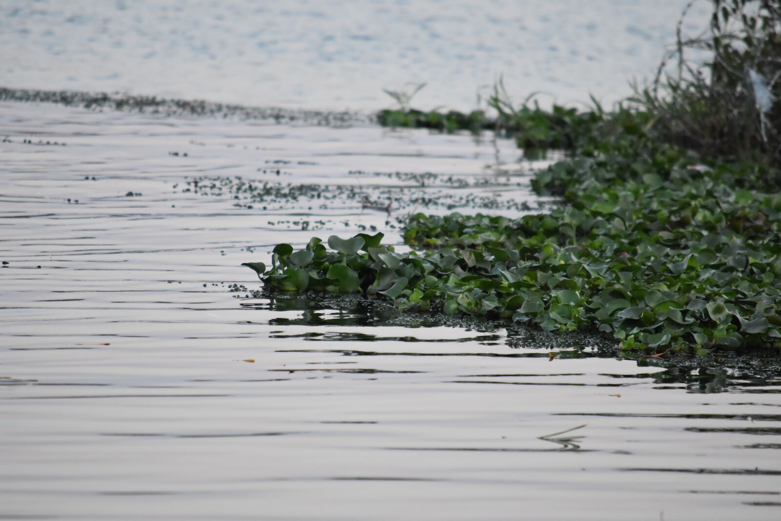 Nikon D7200 sample photo. Water, river, sea photography