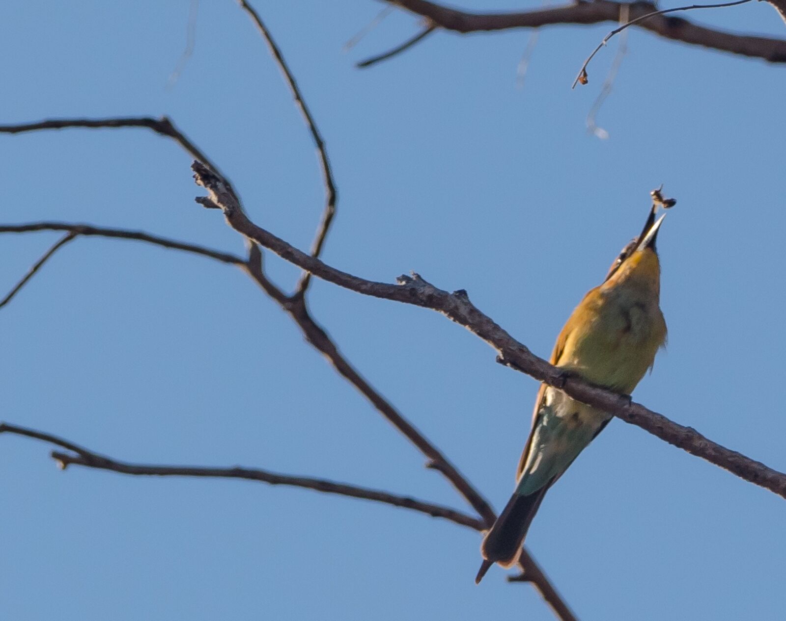 Panasonic Lumix DMC-FZ1000 sample photo. Bee eater, bird, australia photography