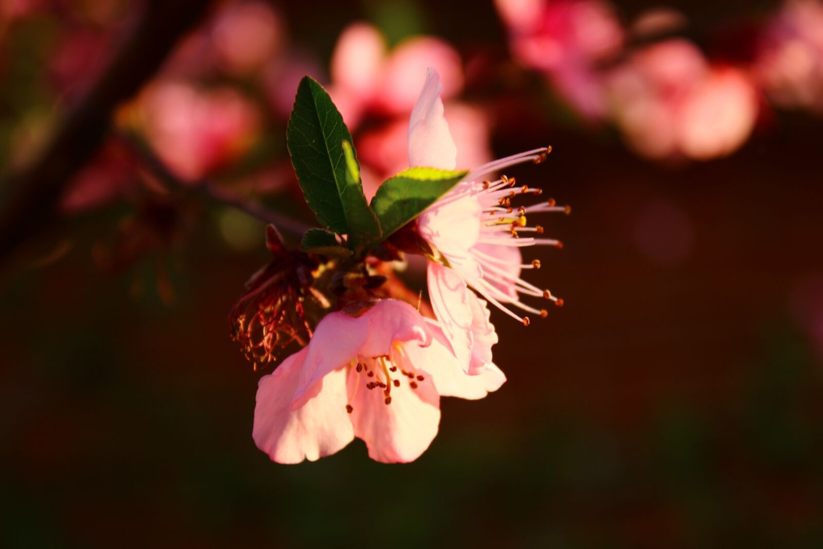 Canon EOS 600D (Rebel EOS T3i / EOS Kiss X5) sample photo. Peach blossom, plant, spring photography