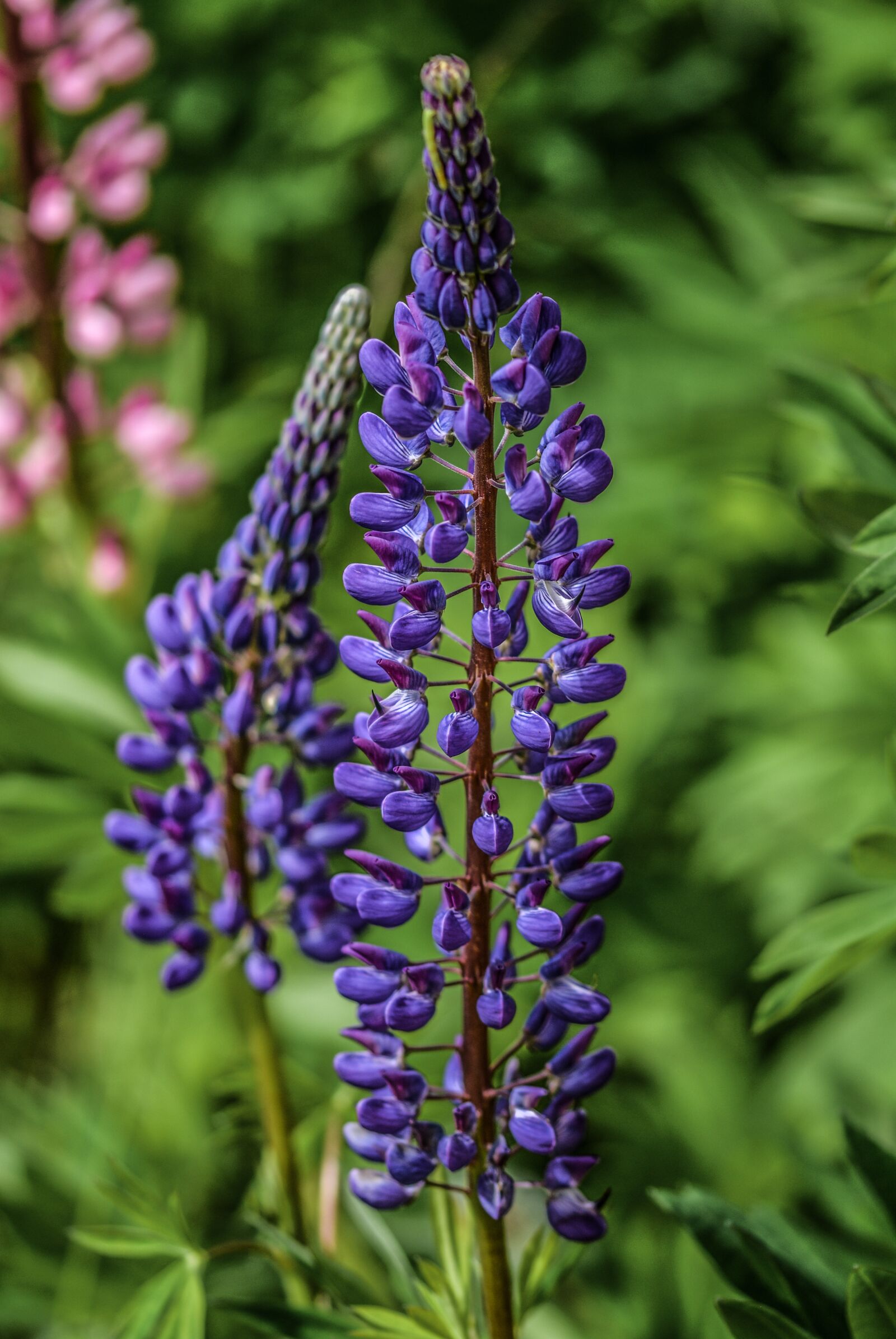 Nikon D5200 sample photo. Lupine, flower, summer photography