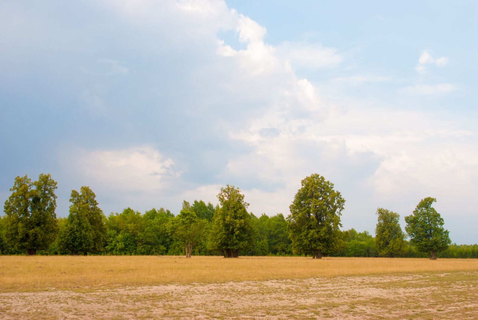 Nikon D80 sample photo. Hay, trees, summer photography