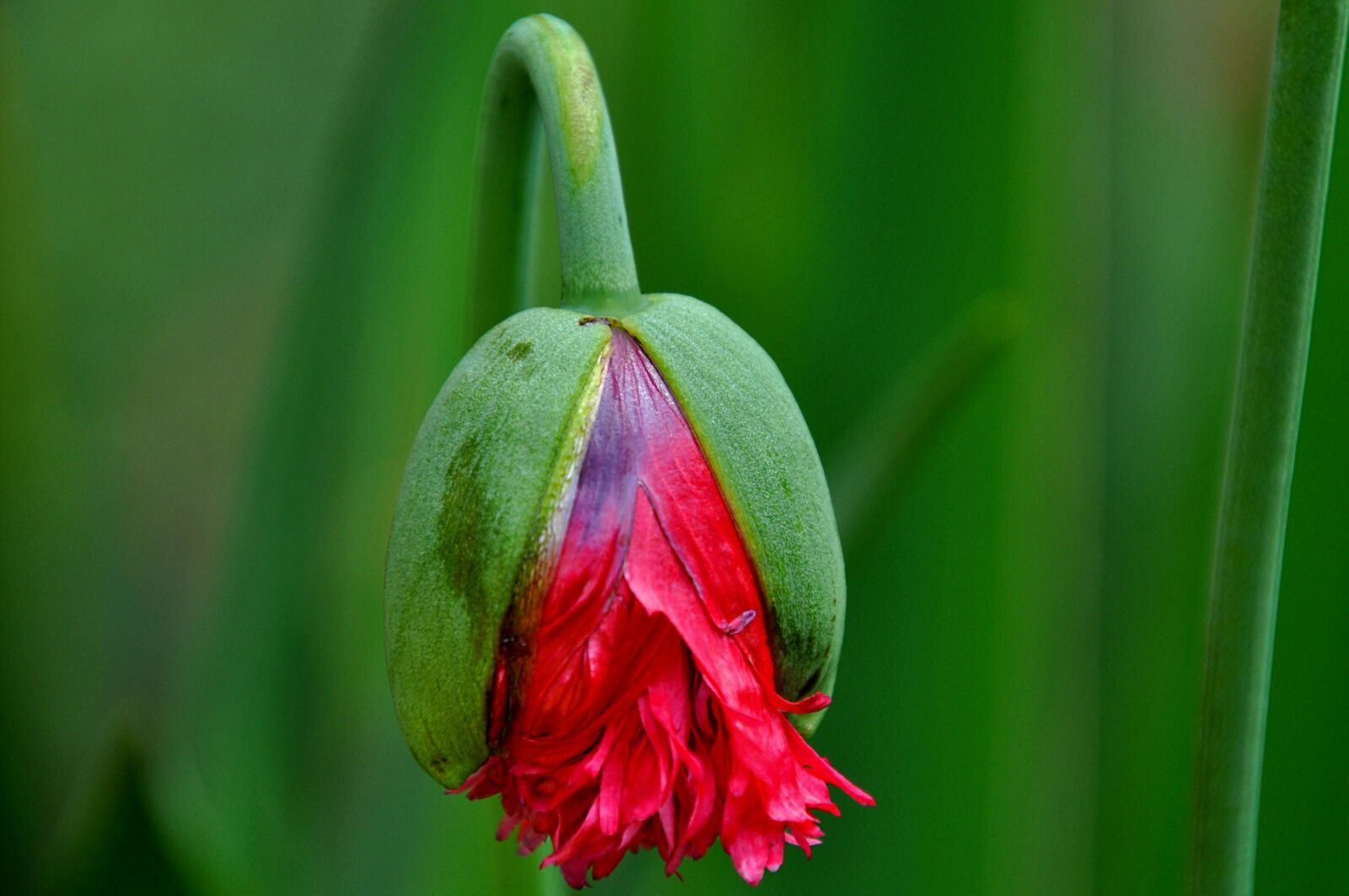 Nikon D5000 sample photo. Poppy, summer, home garden photography