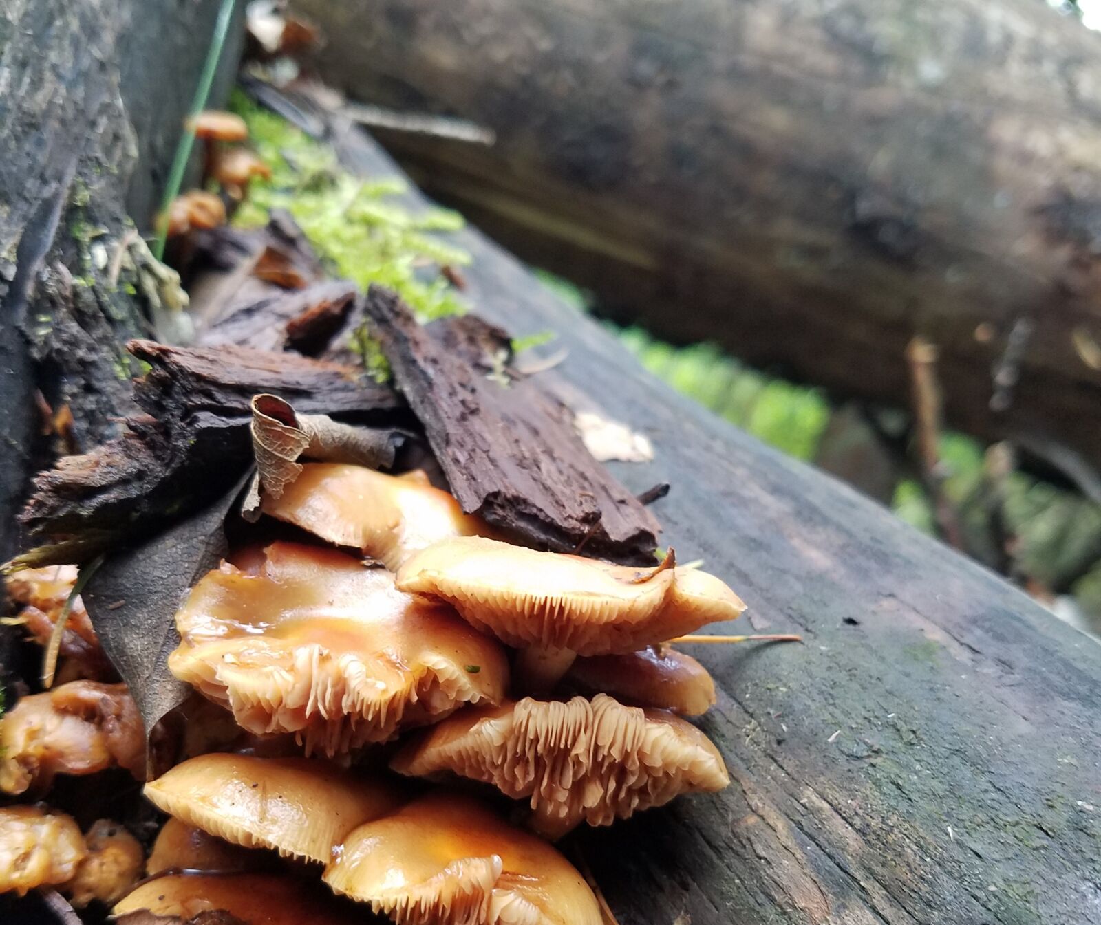 Samsung Galaxy S7 sample photo. Mushrooms, nature, mushroom photography