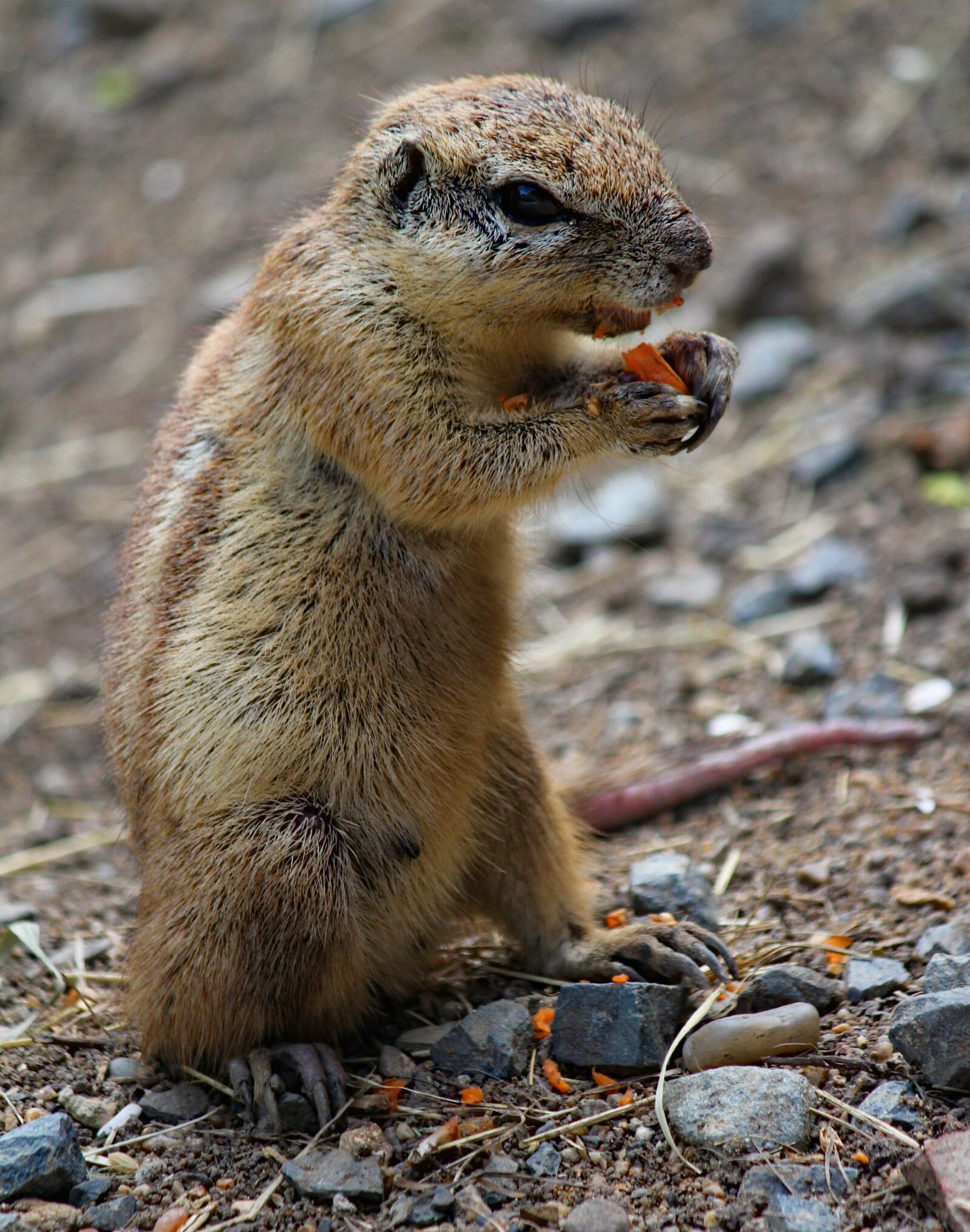 Canon EOS 550D (EOS Rebel T2i / EOS Kiss X4) sample photo. The squirrel, called cape photography