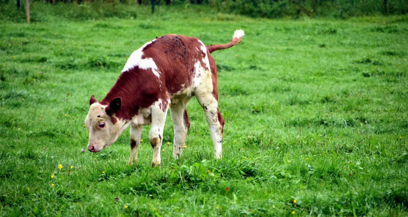 Nikon D3300 sample photo. Grassland, field, agriculture, animal photography