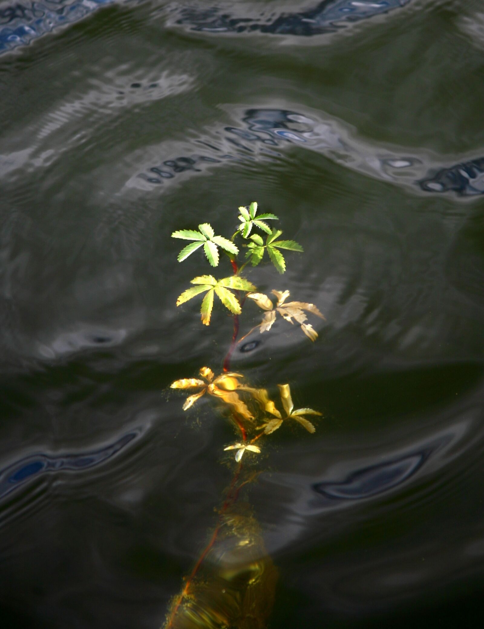 Canon EOS 5D sample photo. Autumn foliage, weed, water photography