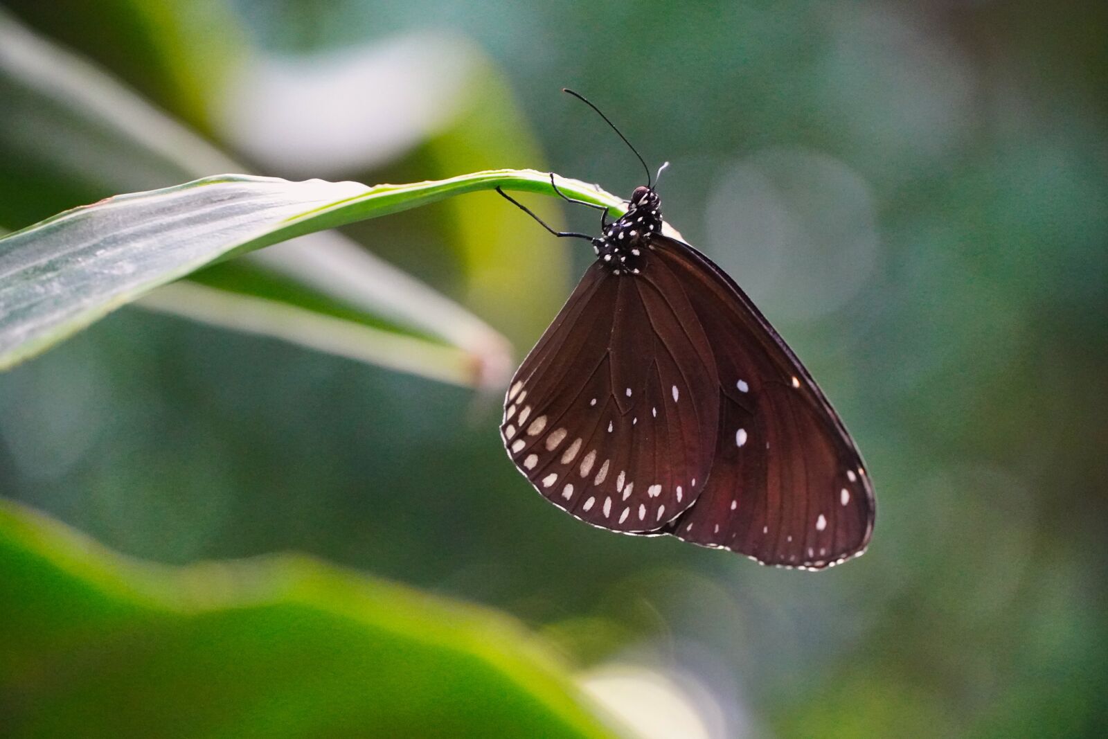 Sony a6400 sample photo. Butterfly, beauty, park photography