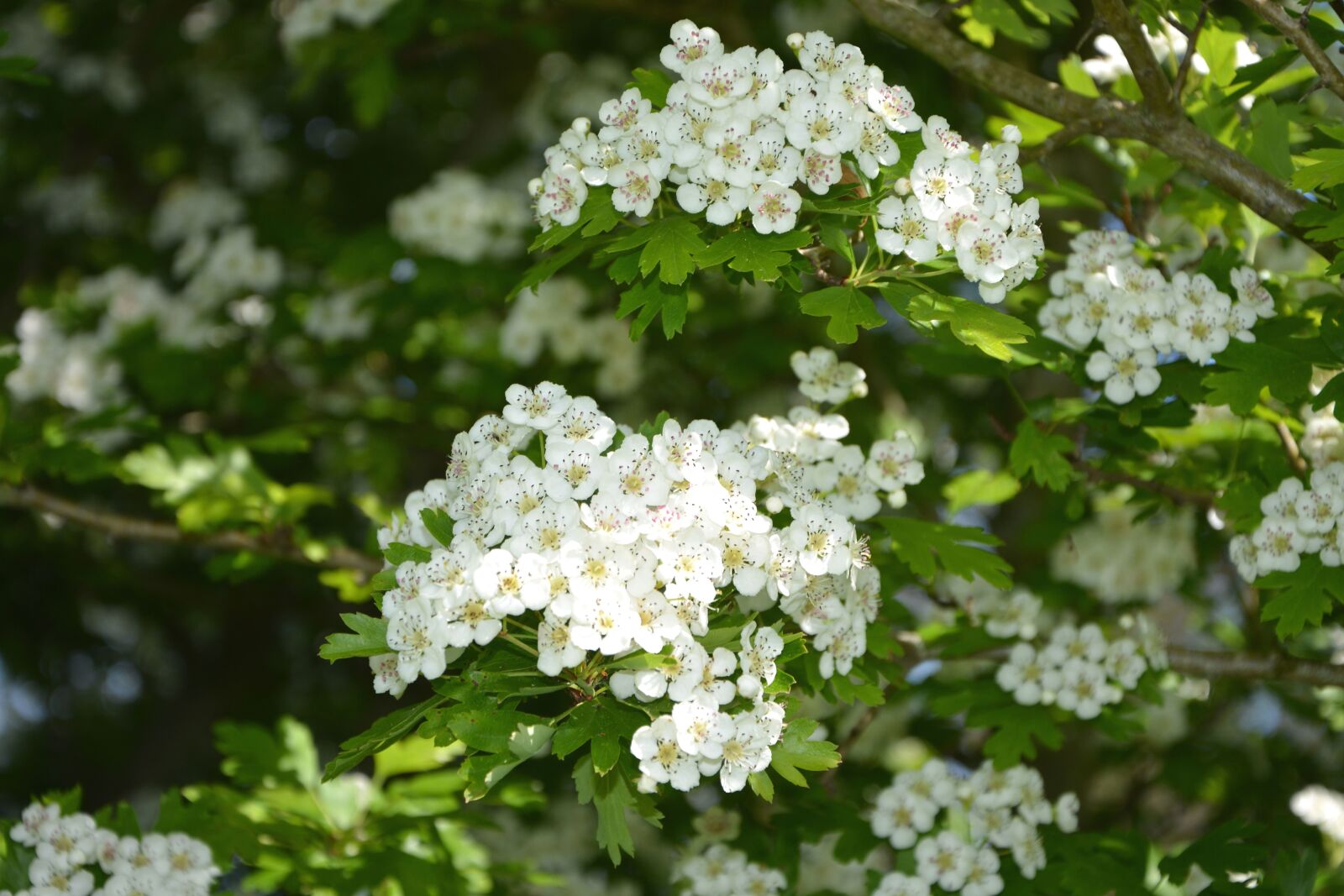 Nikon D5200 sample photo. Flower, branch, spring time photography
