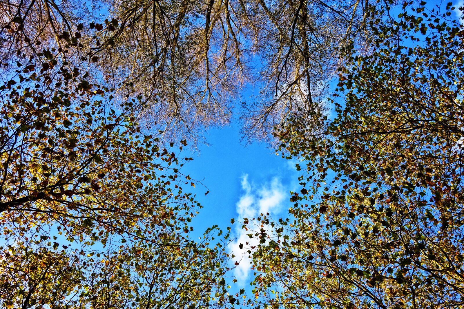 Sony Cyber-shot DSC-RX100 sample photo. Trees, tree tops, circle photography