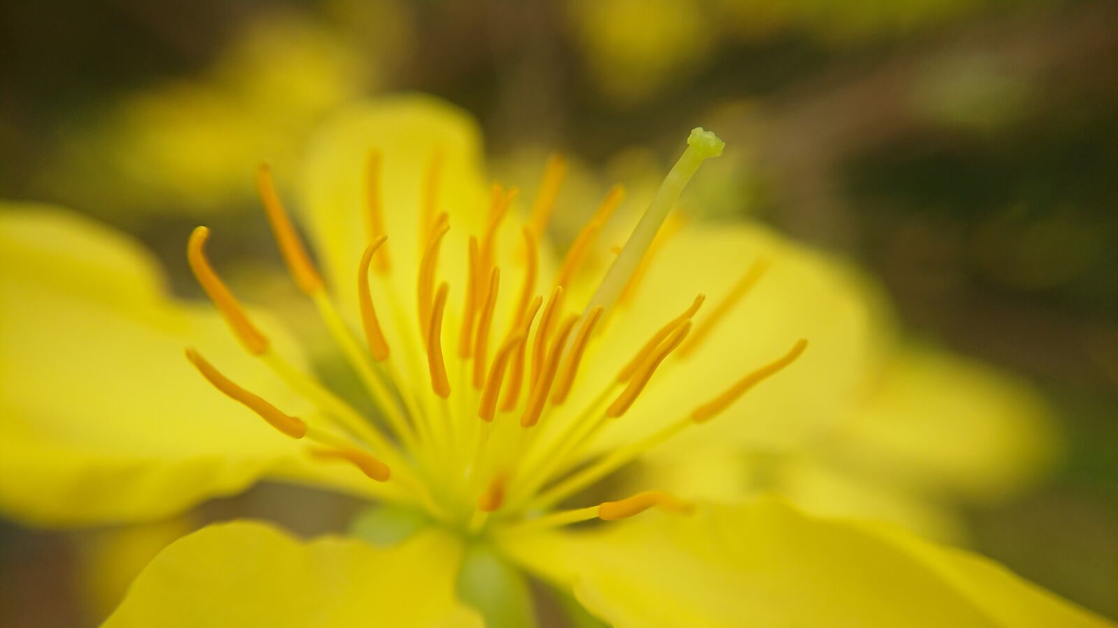 Sony Xperia XZ Premium sample photo. Macro, apricot flowers, apricot photography