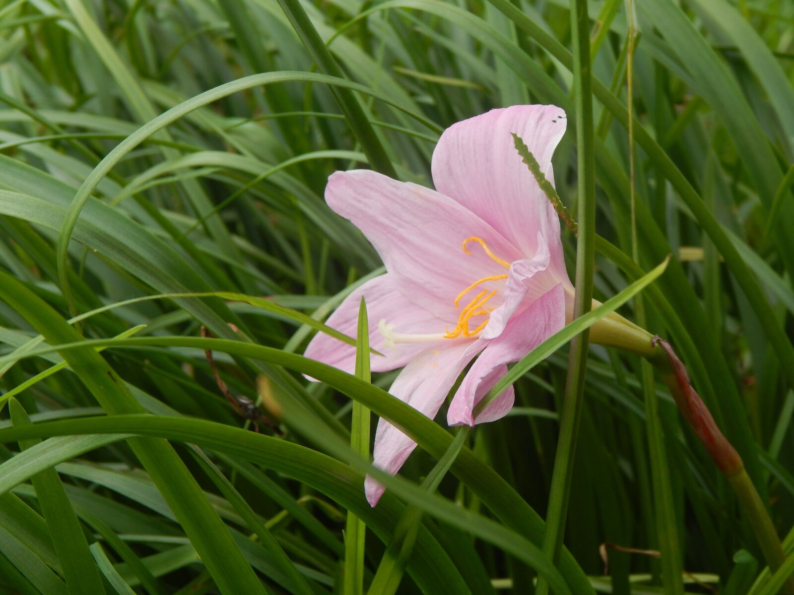 Nikon Coolpix L820 sample photo. Saffron, rosa, pink flower photography
