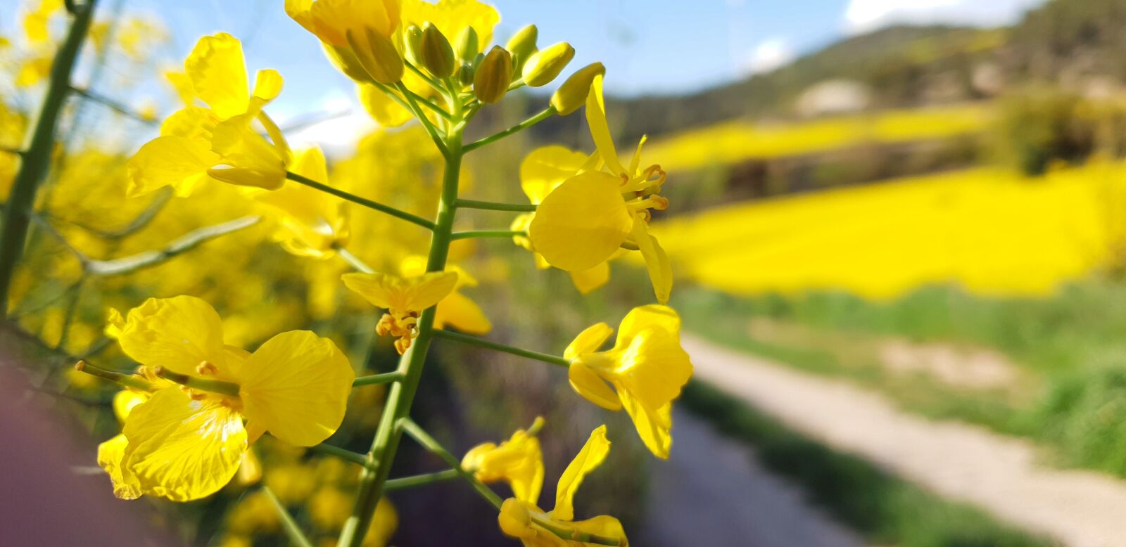 Samsung Galaxy S9 sample photo. Yellow, flower, spring photography