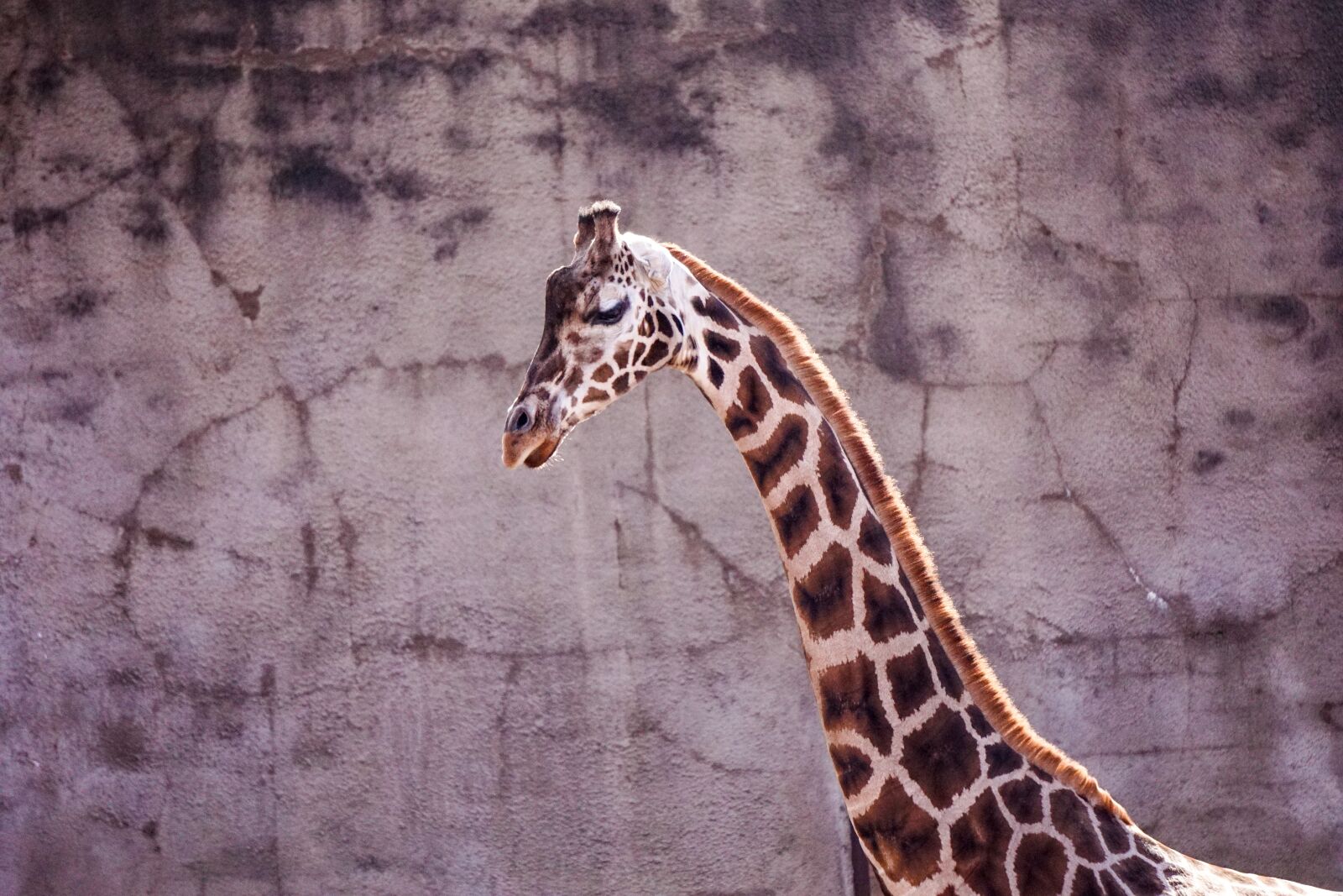 Sony E 55-210mm F4.5-6.3 OSS sample photo. Giraffe, zoo, netherlands photography