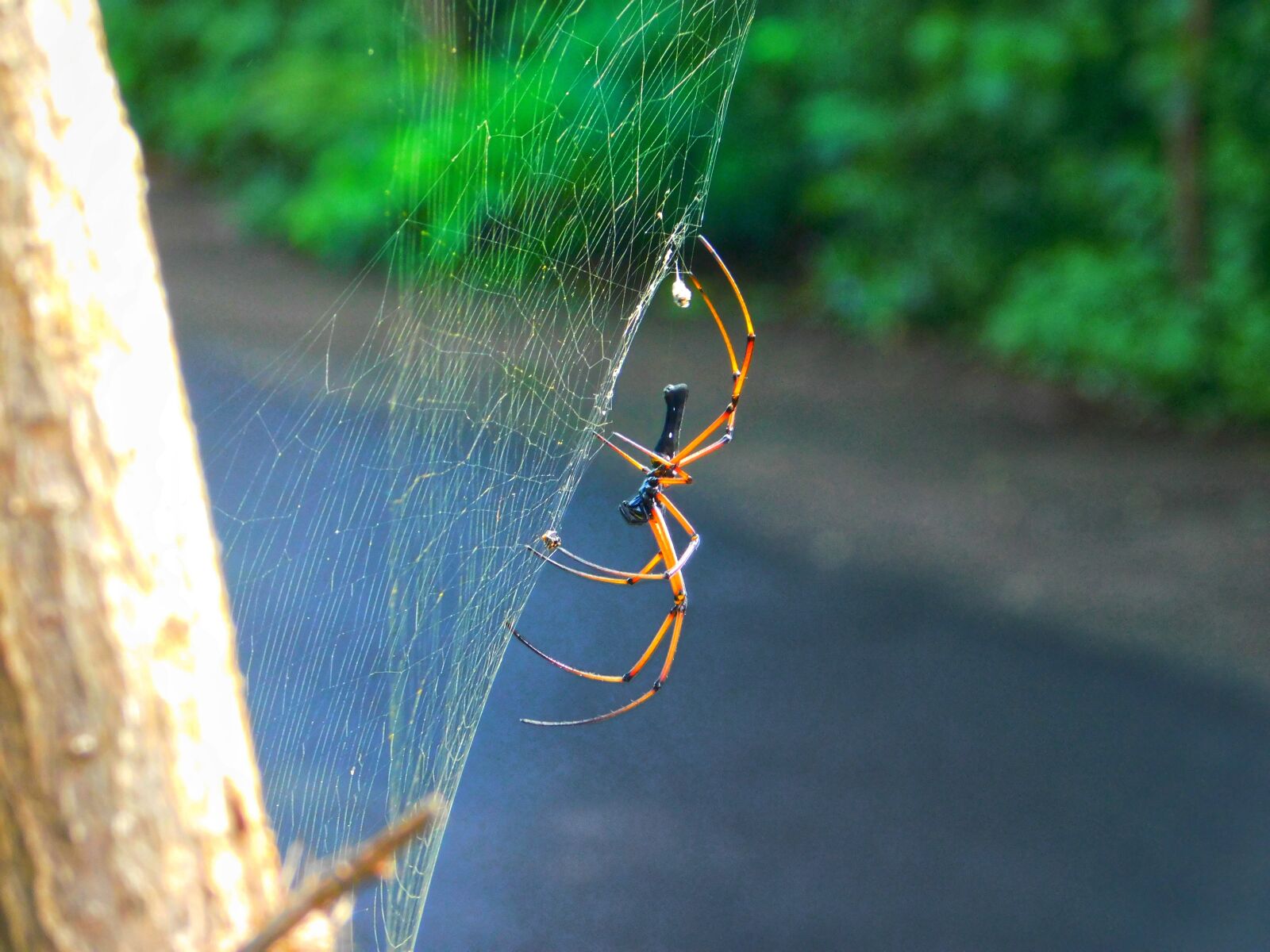 Nikon Coolpix L840 sample photo. Spider, web, road photography