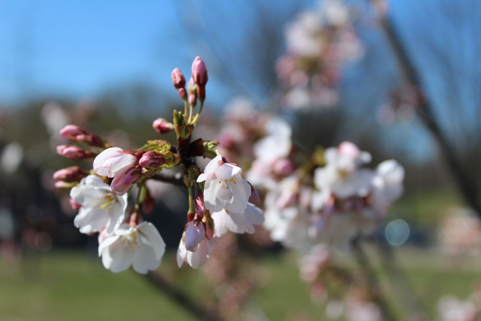 Canon EOS 1300D (EOS Rebel T6 / EOS Kiss X80) sample photo. Tree, flower, branch photography