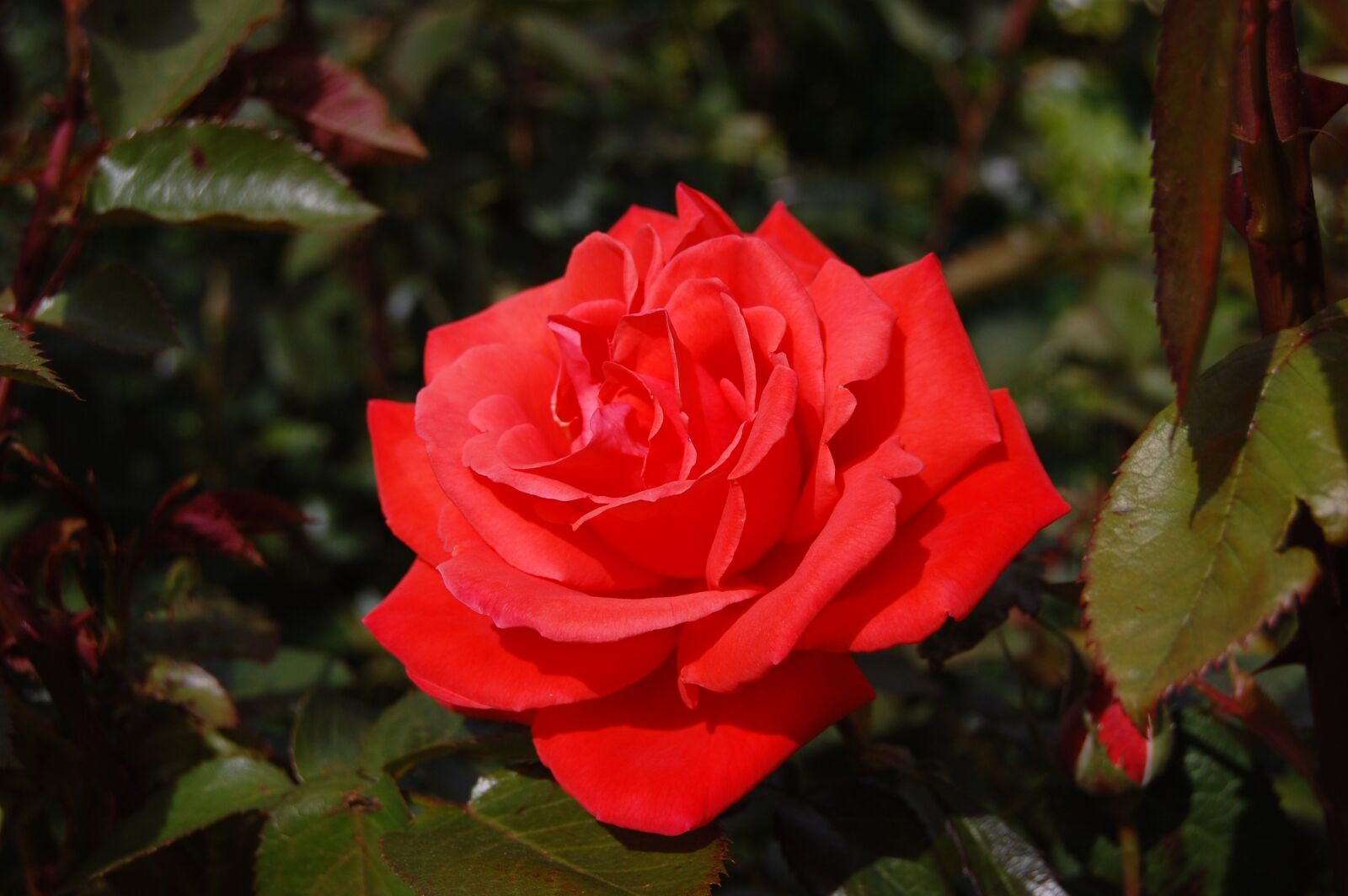 Nikon D40 sample photo. Pink, red, garden photography