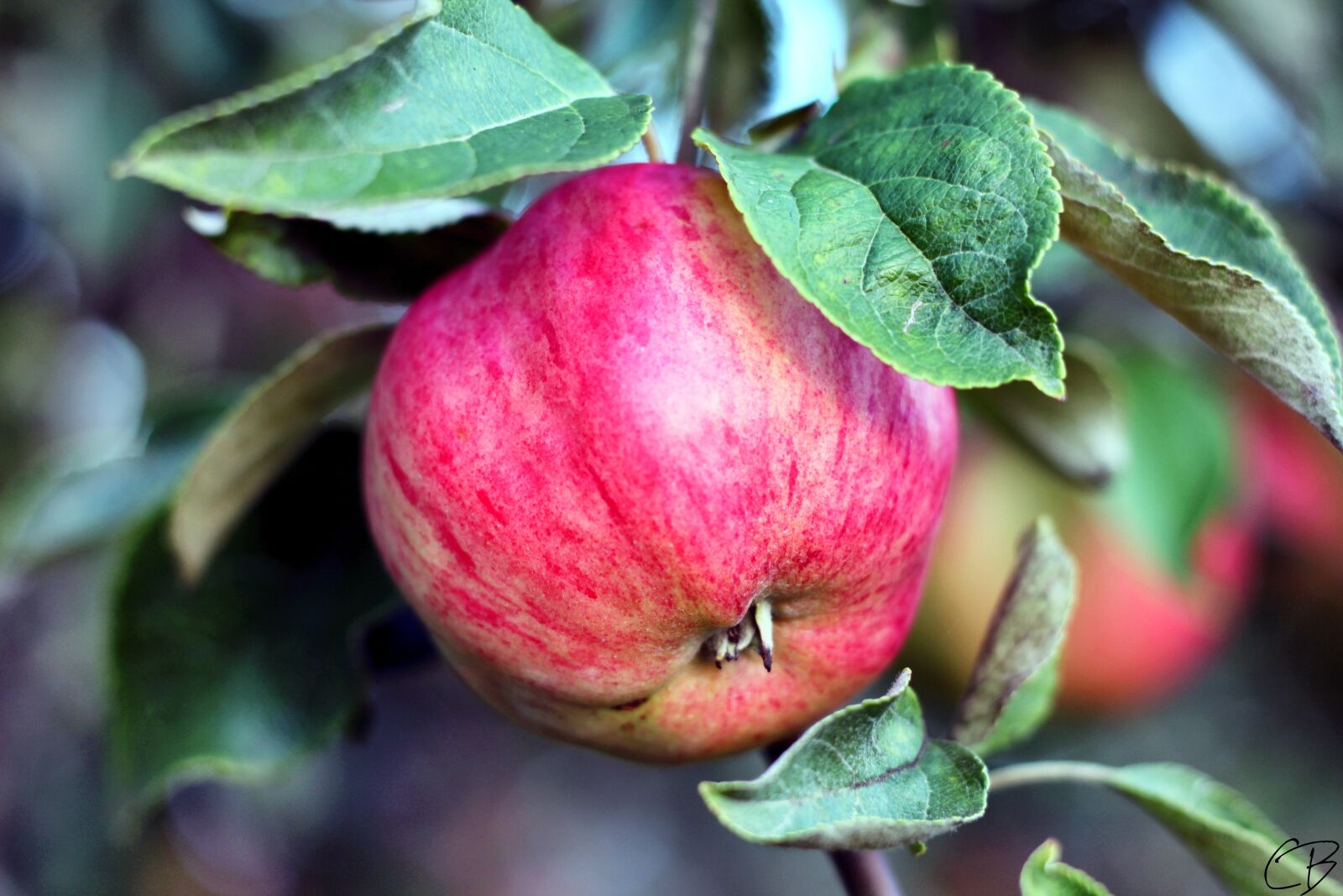 Canon EOS 650D (EOS Rebel T4i / EOS Kiss X6i) + Canon EF 50mm F1.8 STM sample photo. Nature, apple, healthy photography