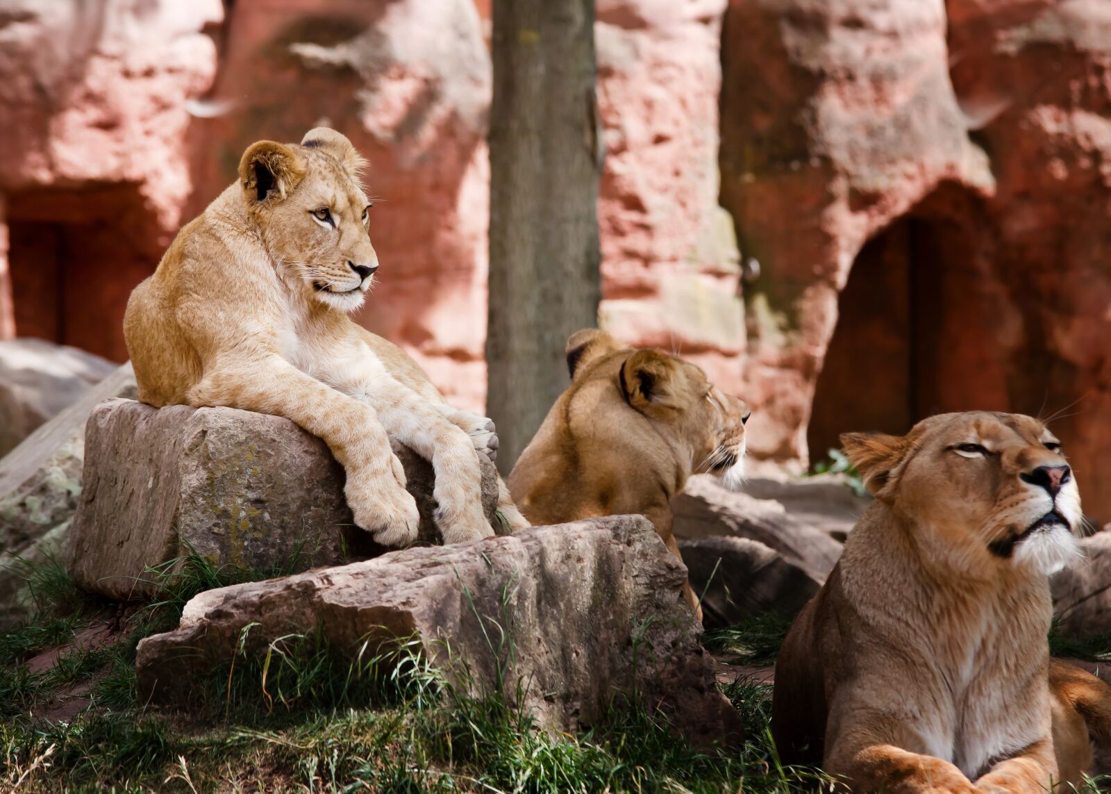Canon EOS 50D sample photo. Lion, family, africa photography