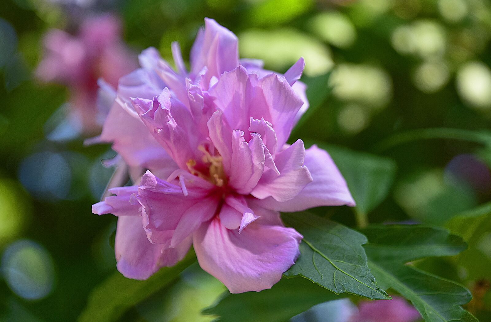 Nikon D7200 sample photo. Flower, garden, plant photography